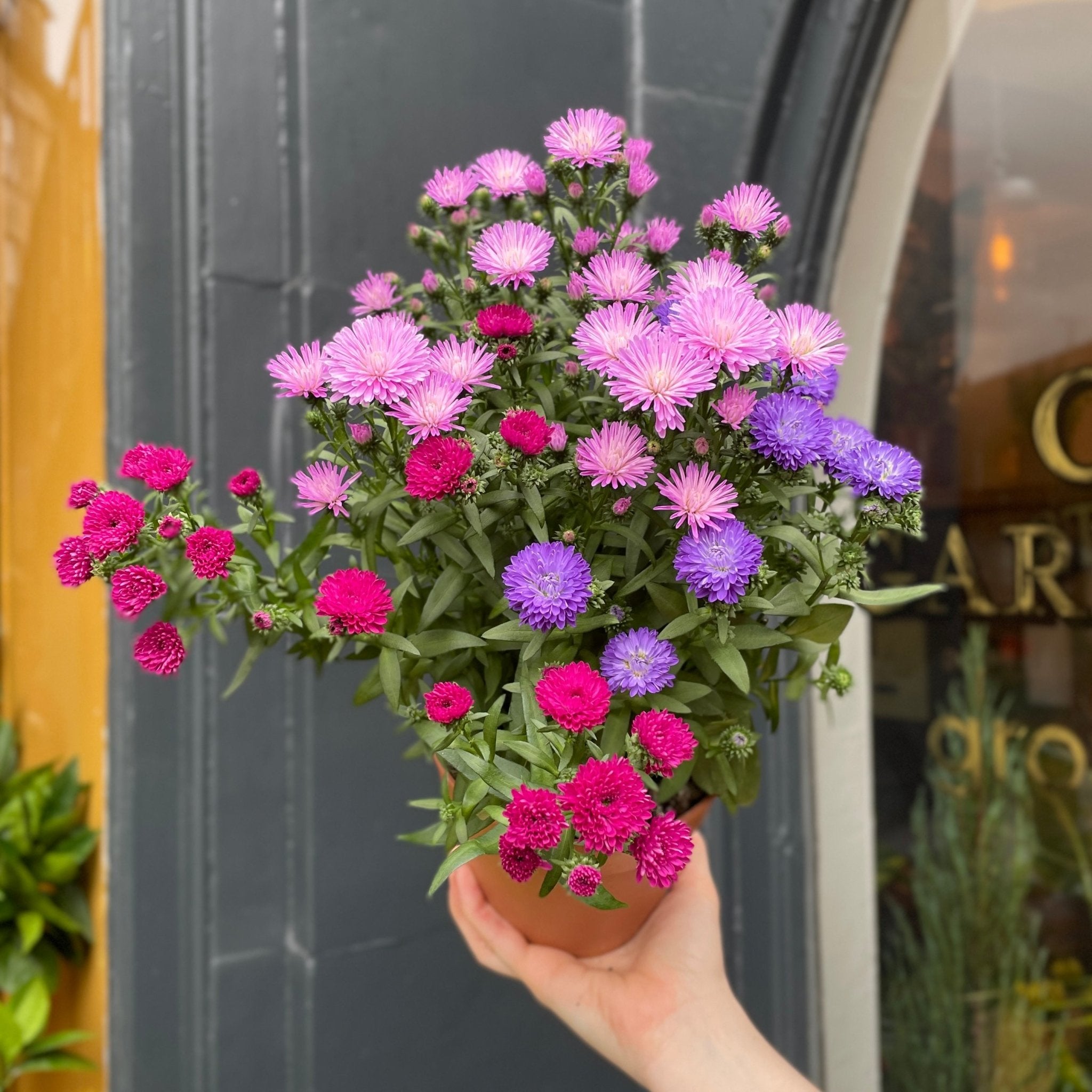 Aster 'Showmaker Trio' - grow urban. UK