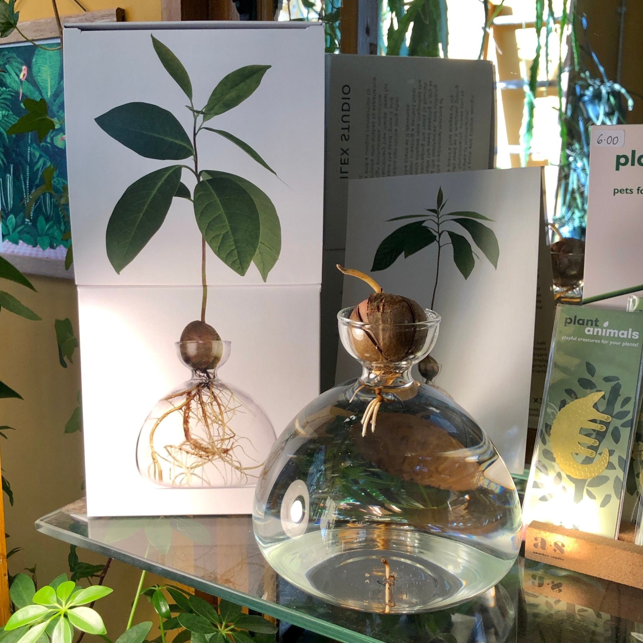 Avocado Vase - grow urban. UK