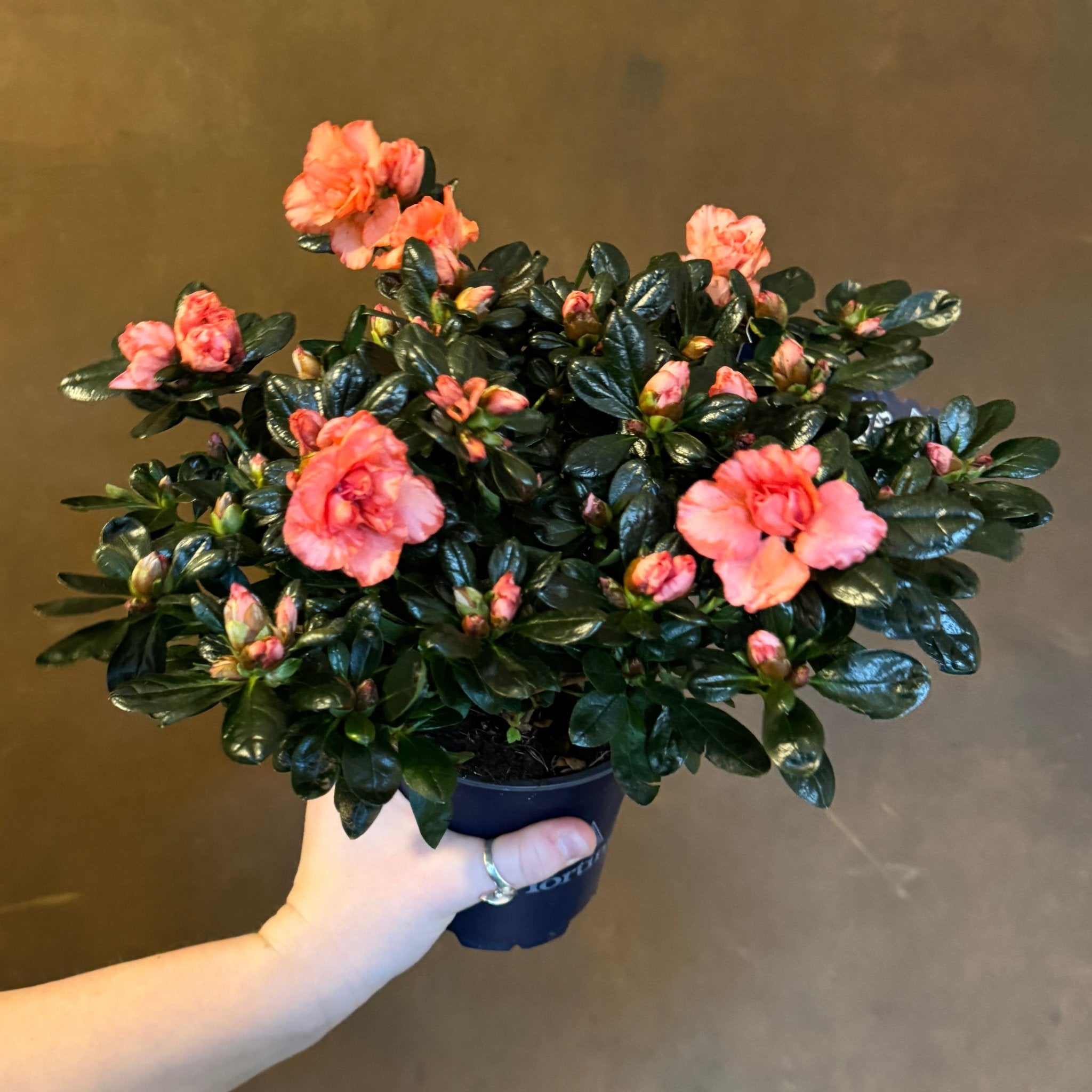 Azalea | Hortinno Mix - grow urban. UK