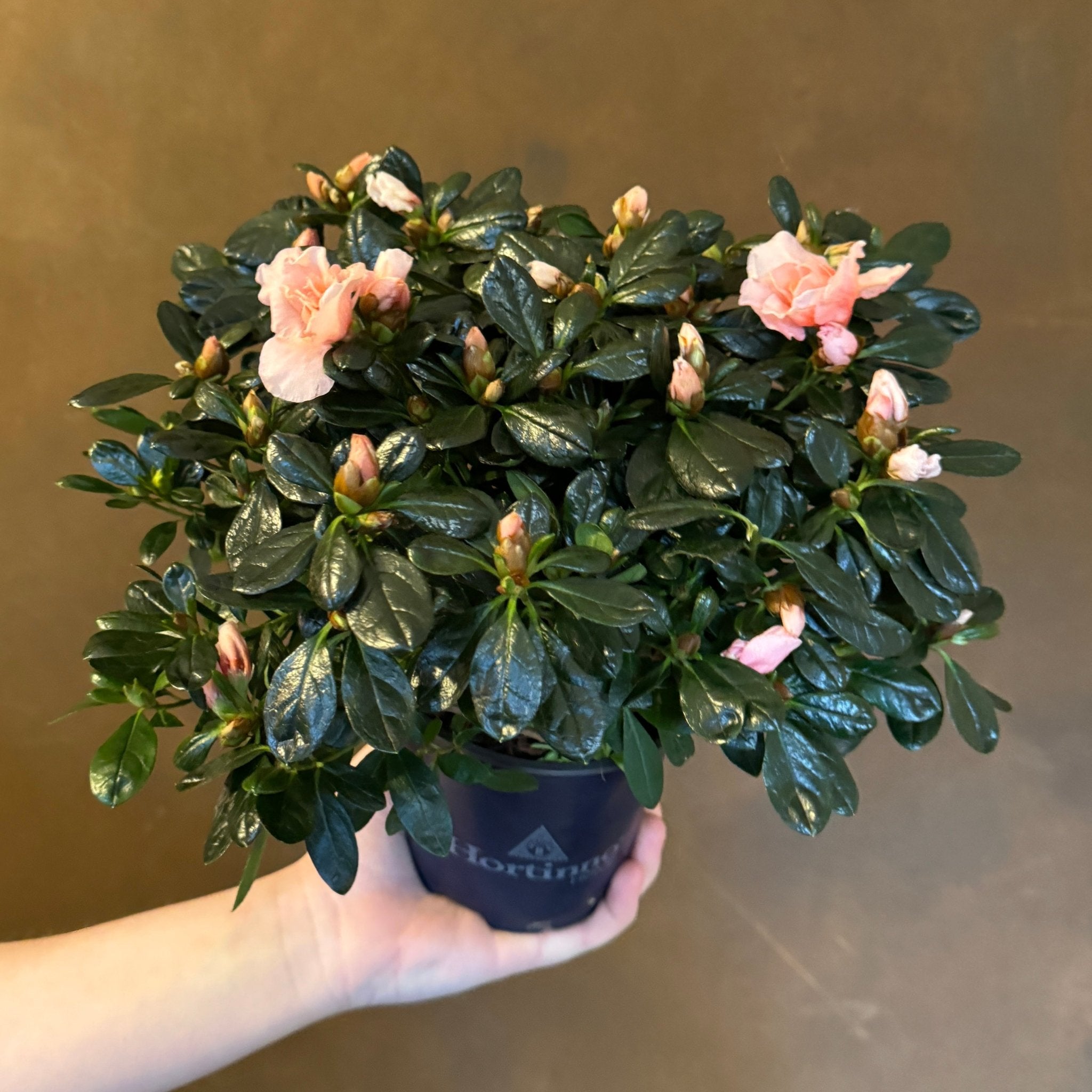 Azalea | Hortinno Mix - grow urban. UK
