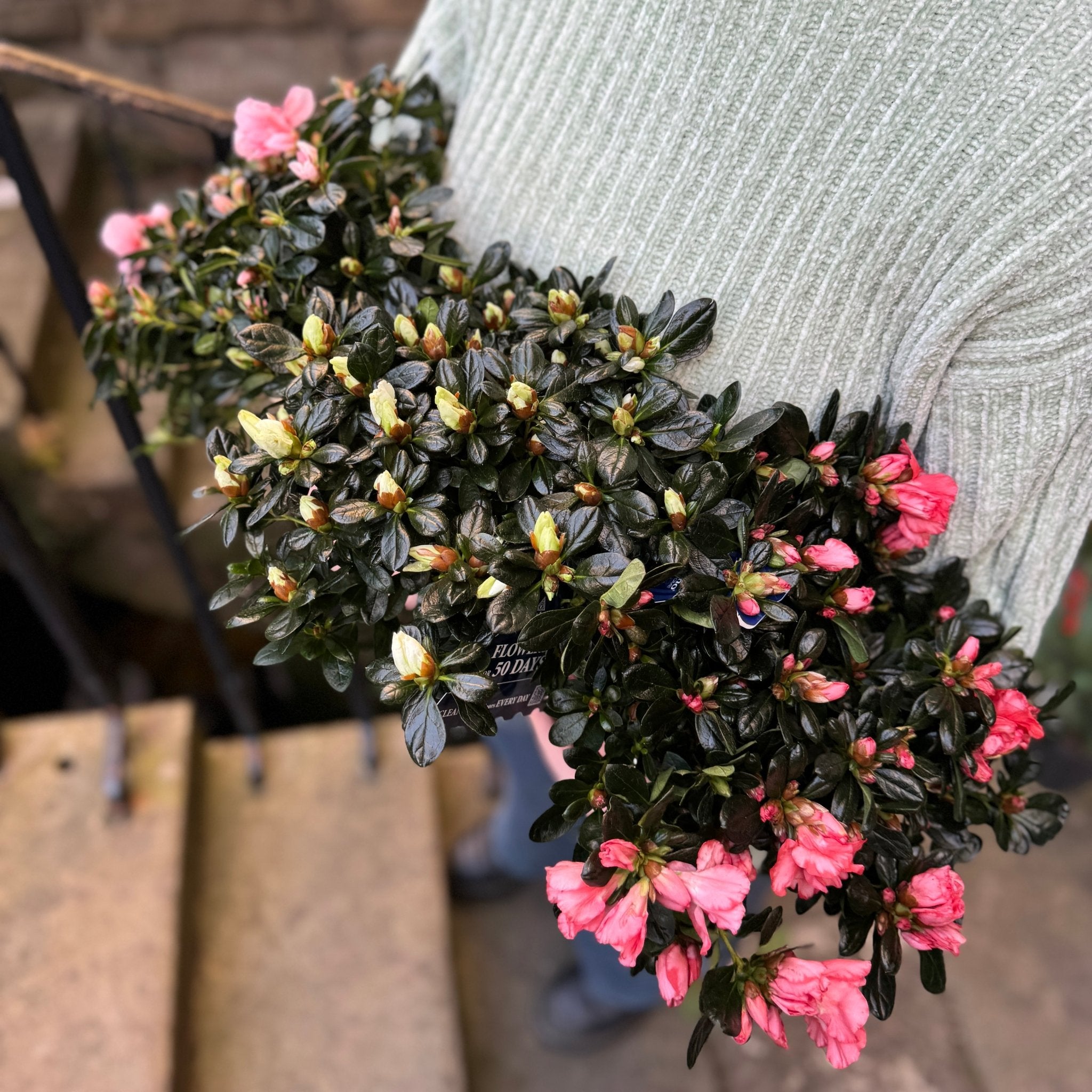Azalea | Hortinno Mix - grow urban. UK