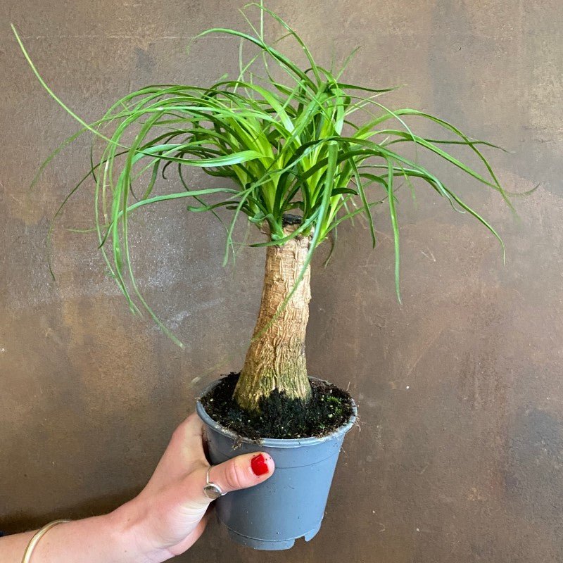 Beaucarnea recurvata (12cm pot) | Ponytail Palm