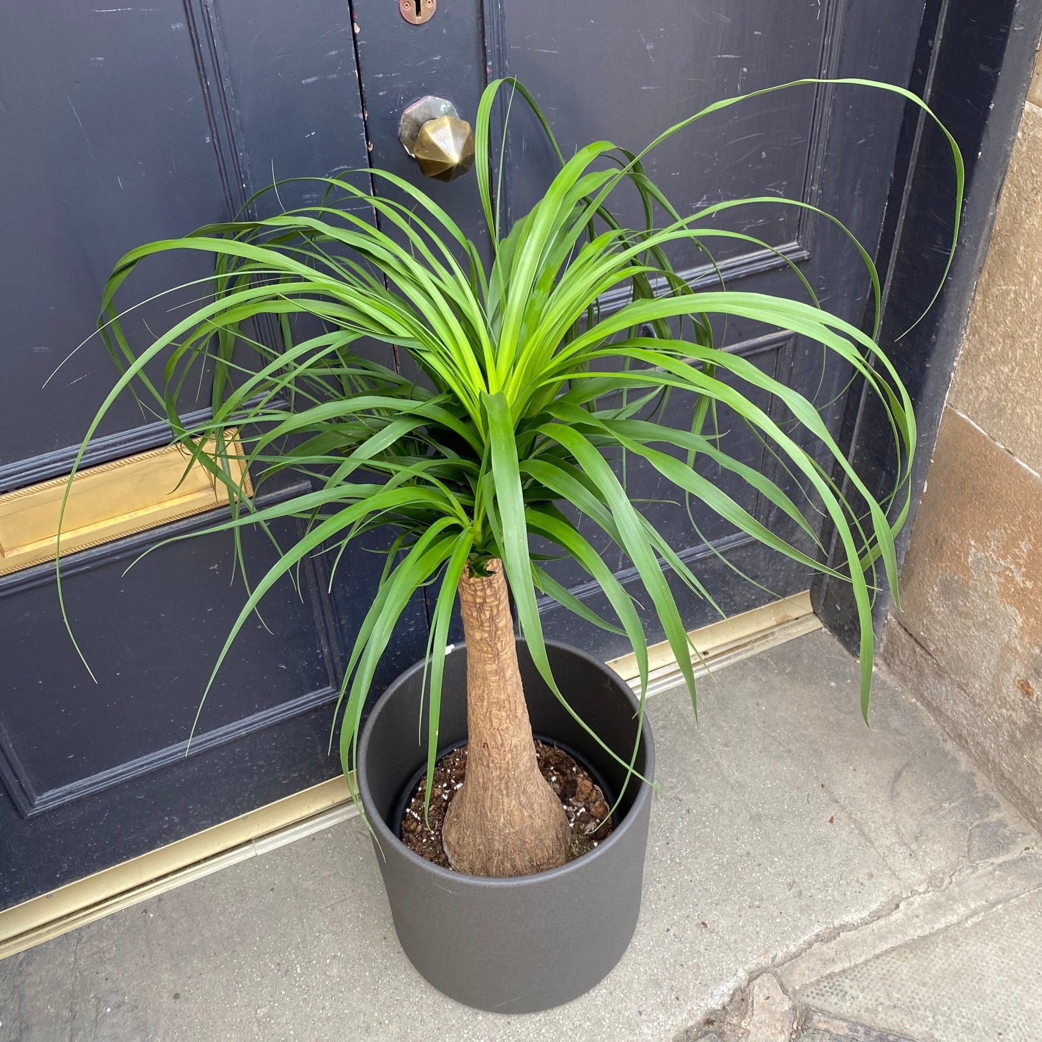 Beaucarnea recurvata - grow urban. UK