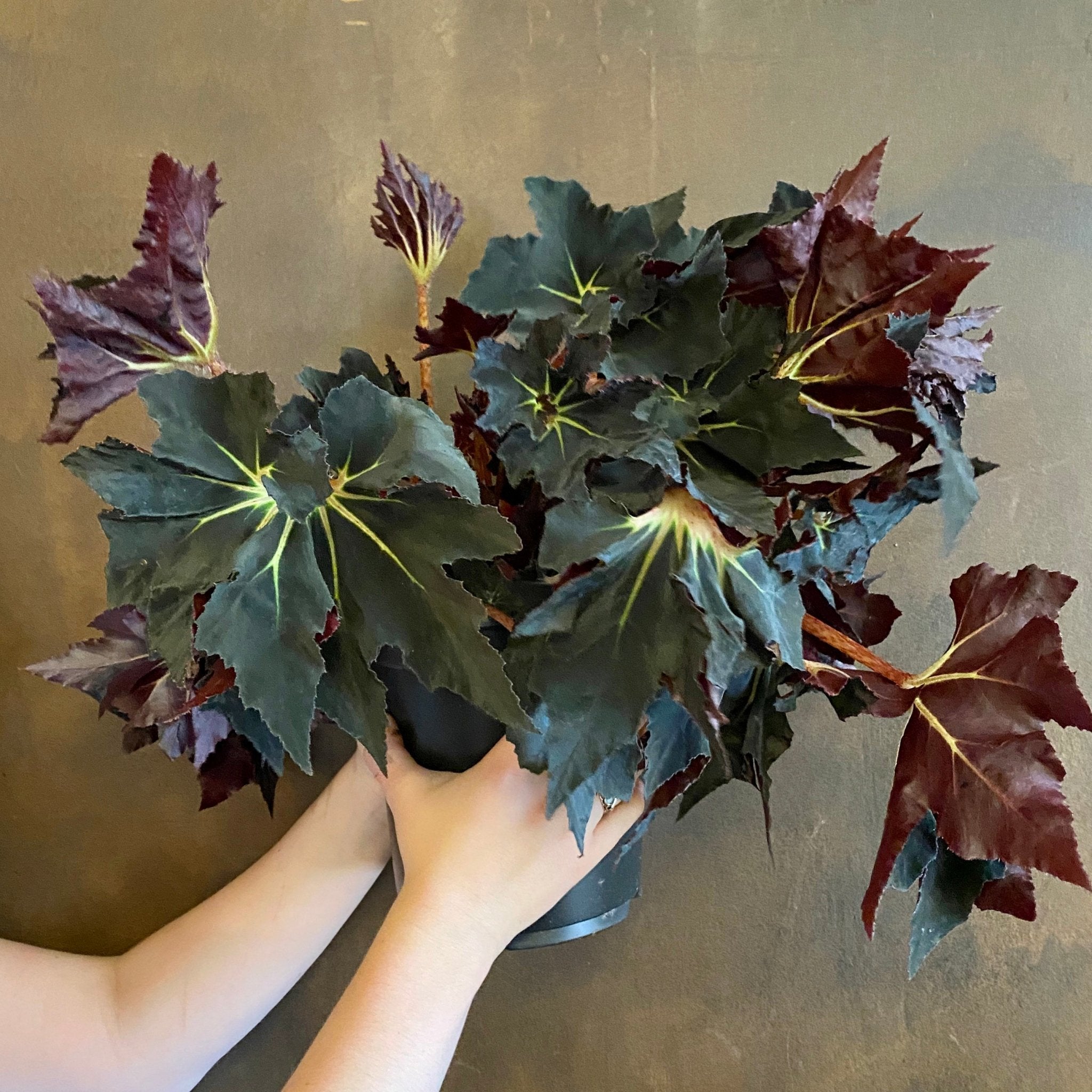 Begonia 'Black Fang' - grow urban. UK