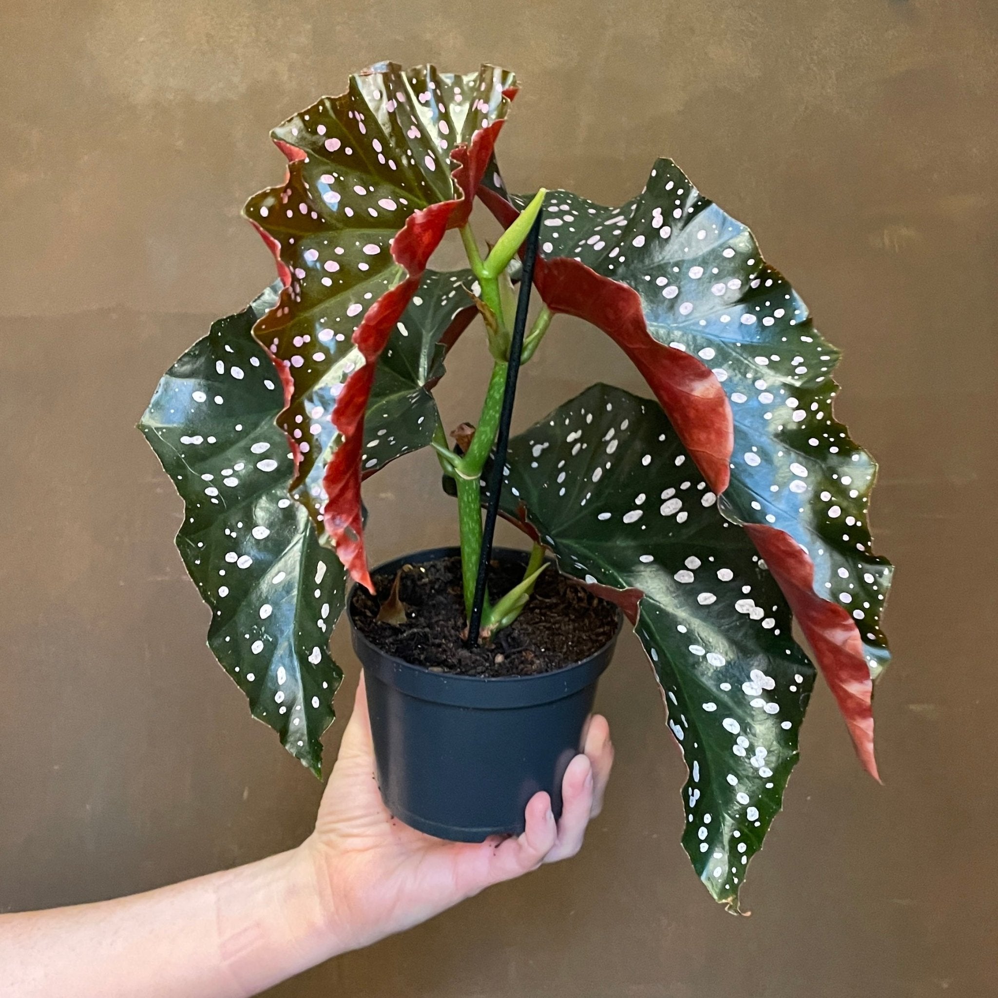 Begonia 'Cracklin Rosie' - grow urban. UK