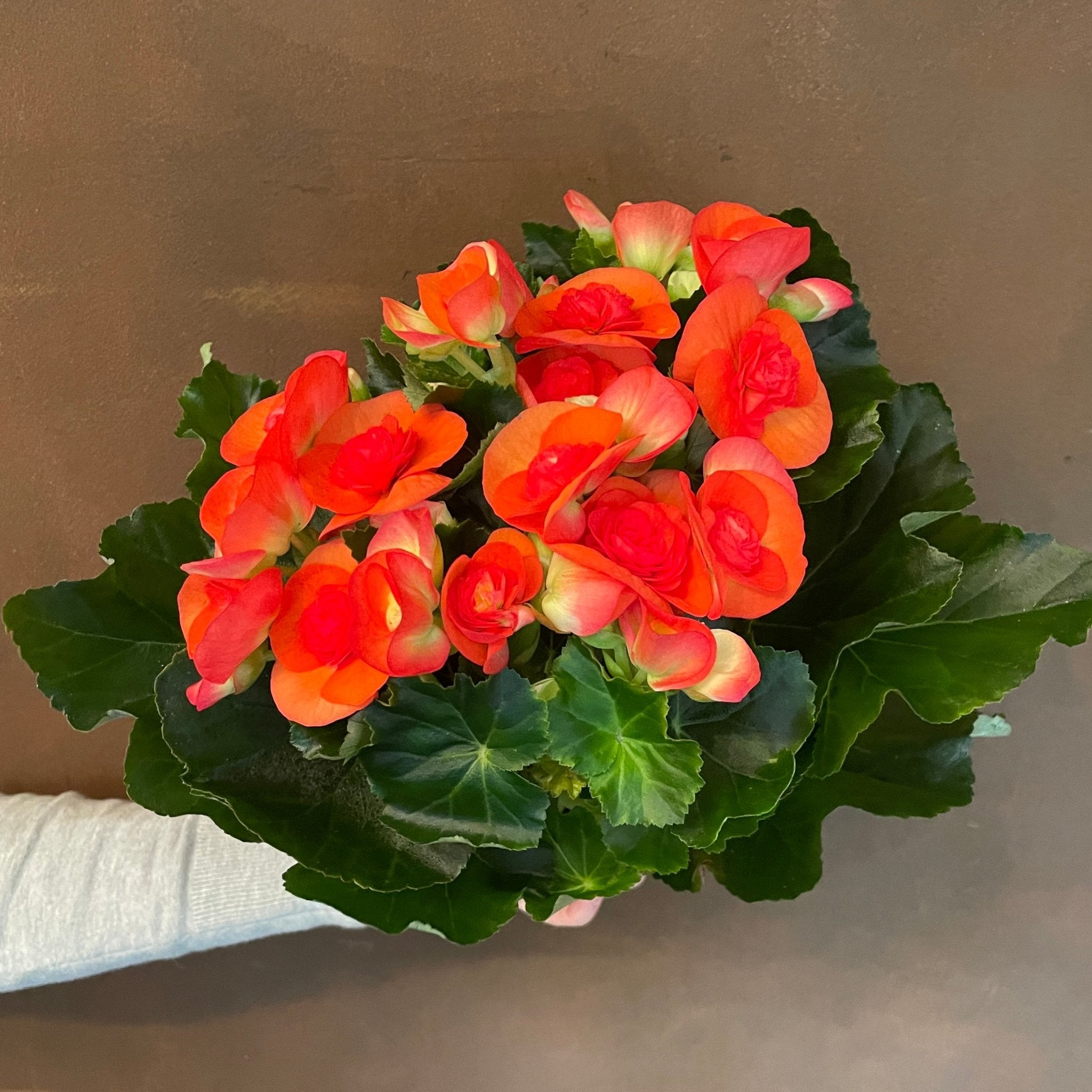 Begonia elatior 'Reina' - grow urban. UK