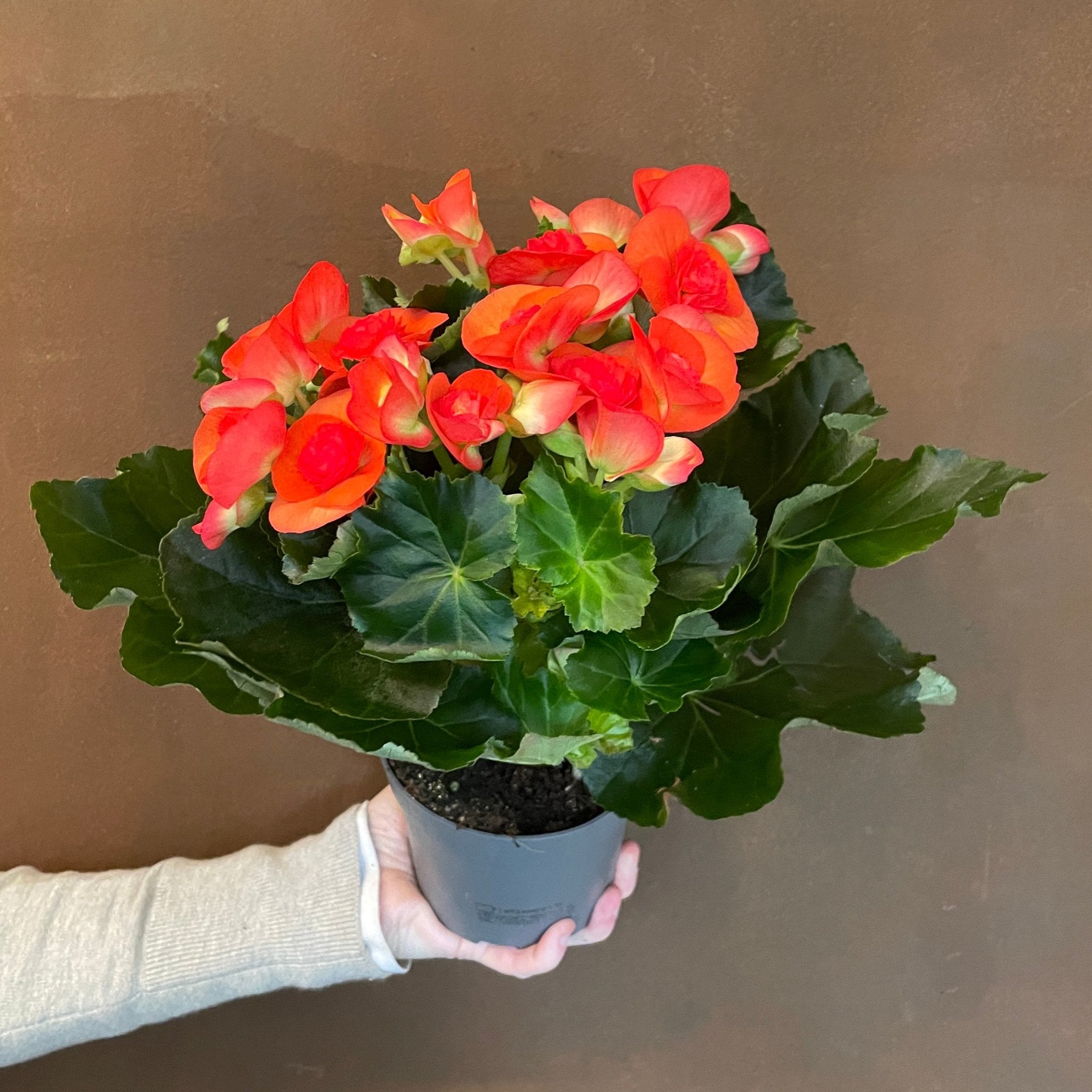 Begonia elatior 'Reina' - grow urban. UK