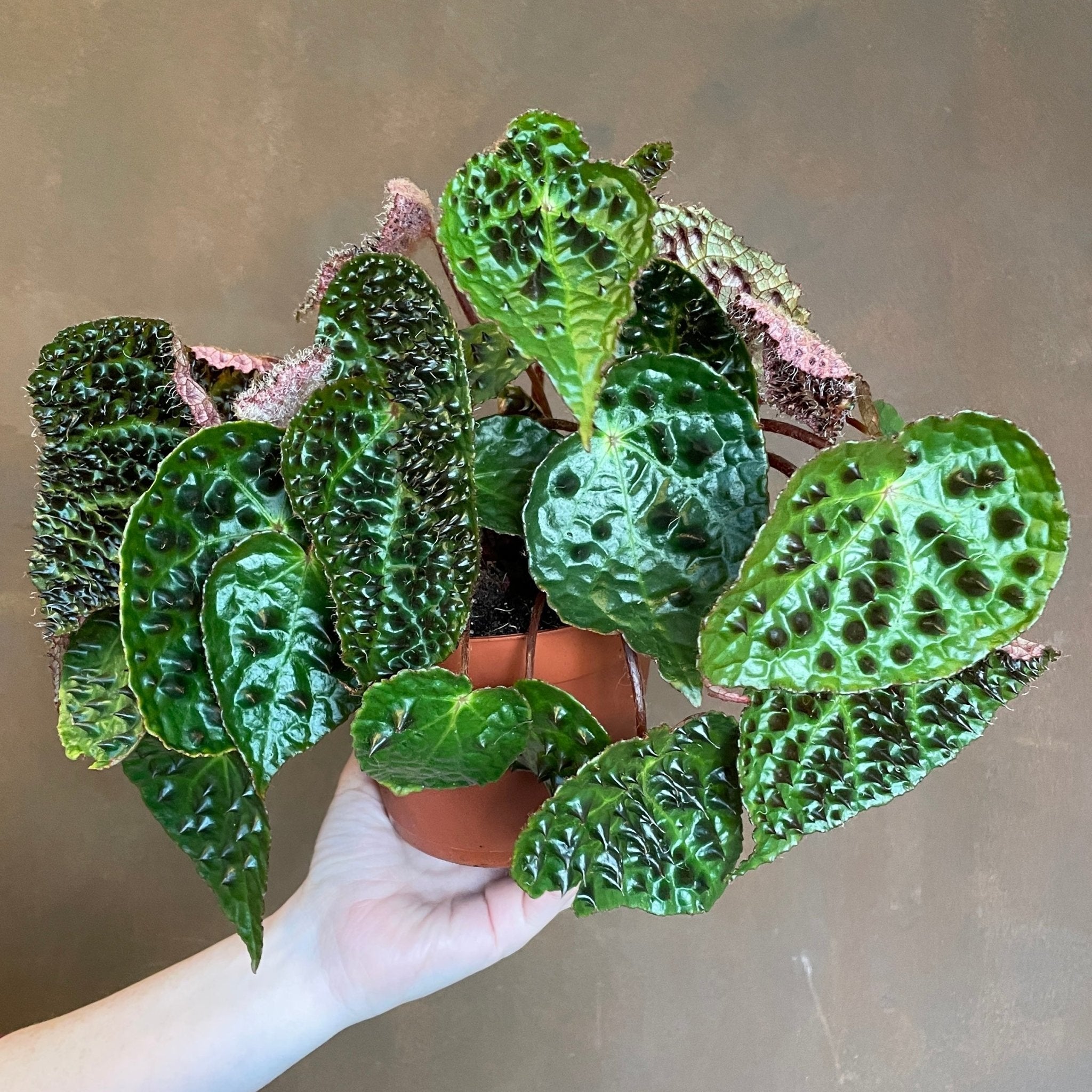 Begonia ferox - grow urban. UK