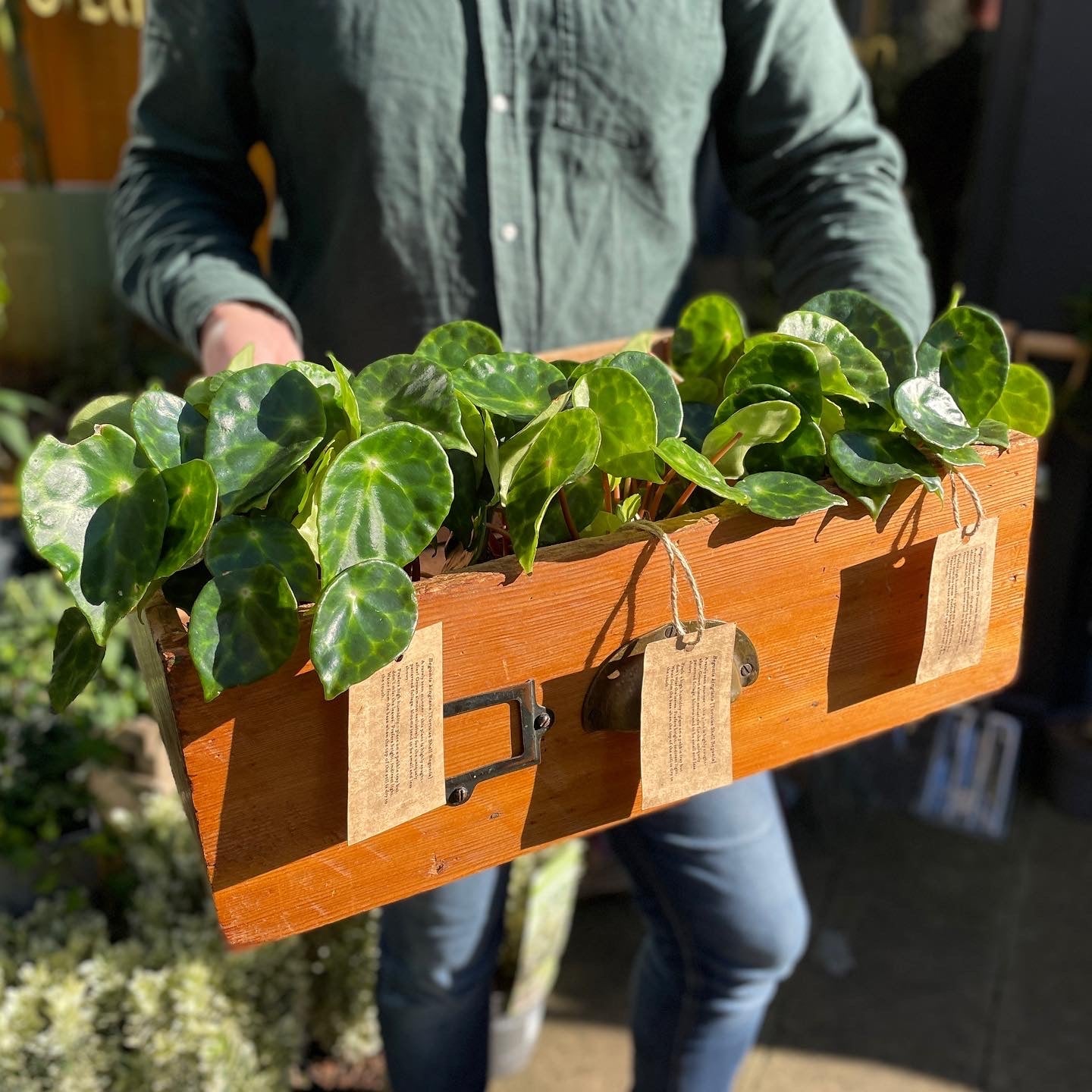 Begonia kingiana - grow urban. UK