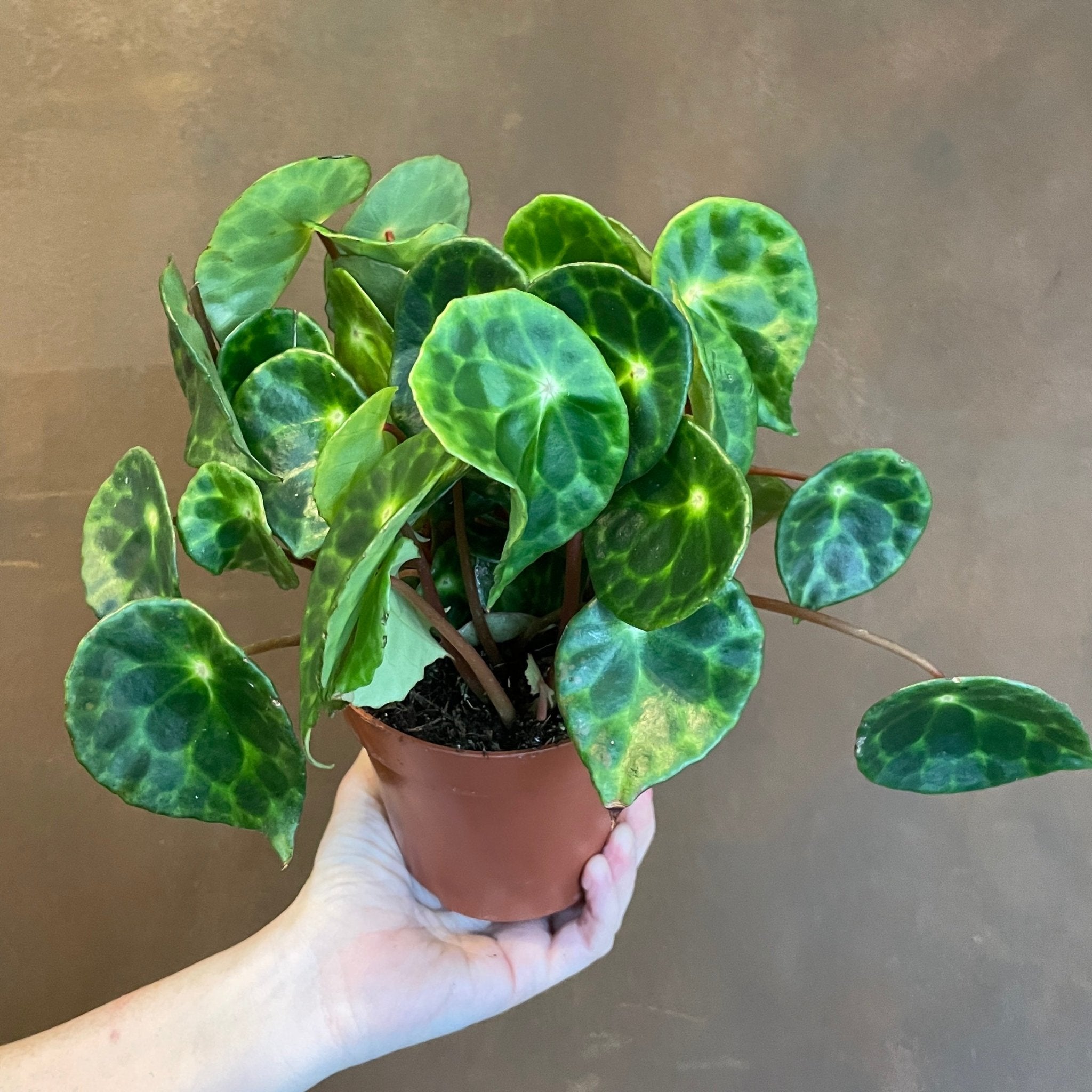 Begonia kingiana - grow urban. UK