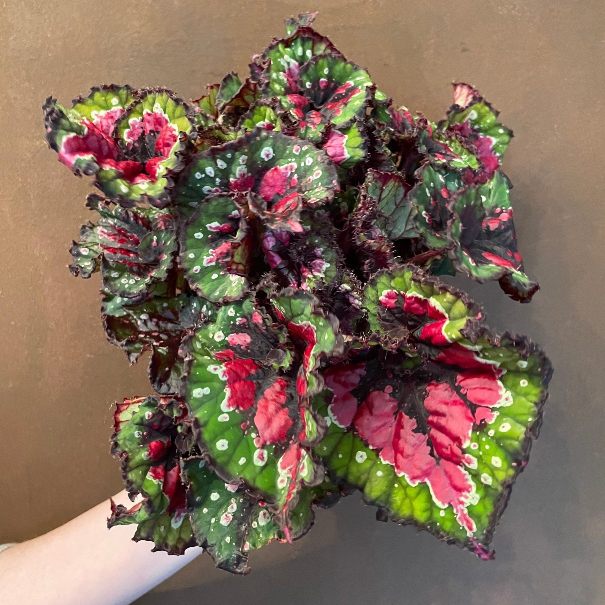 Begonia 'Macarena' - grow urban. UK