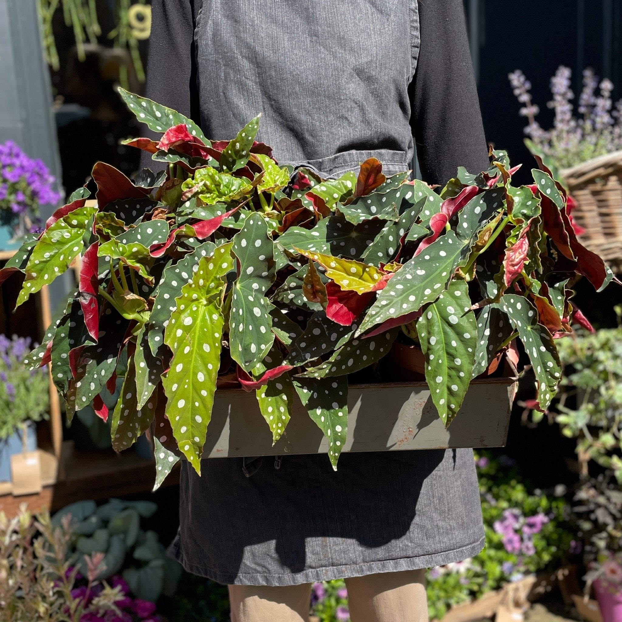 Begonia maculata (14cm pot) - grow urban. UK