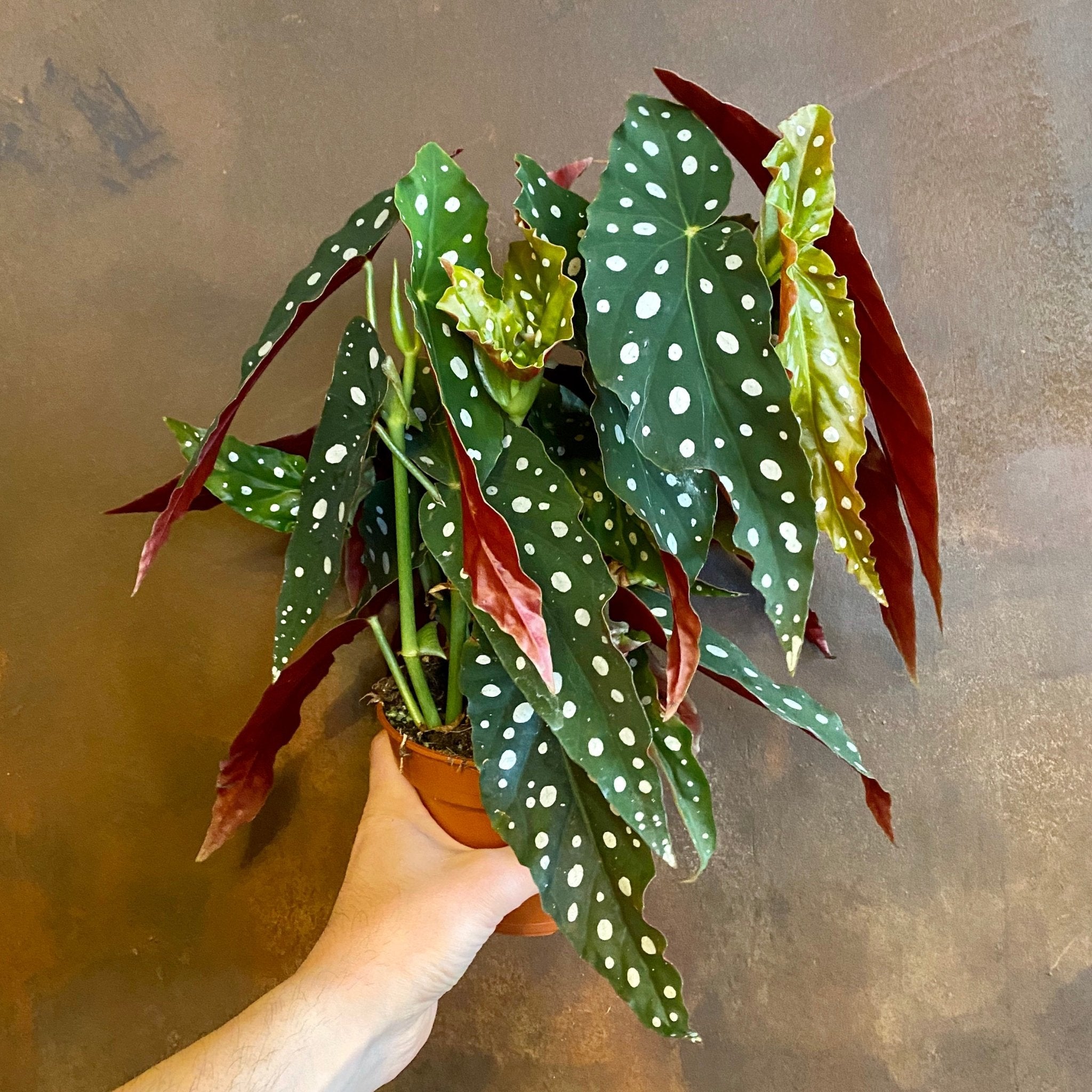 Begonia maculata (14cm pot) - grow urban. UK