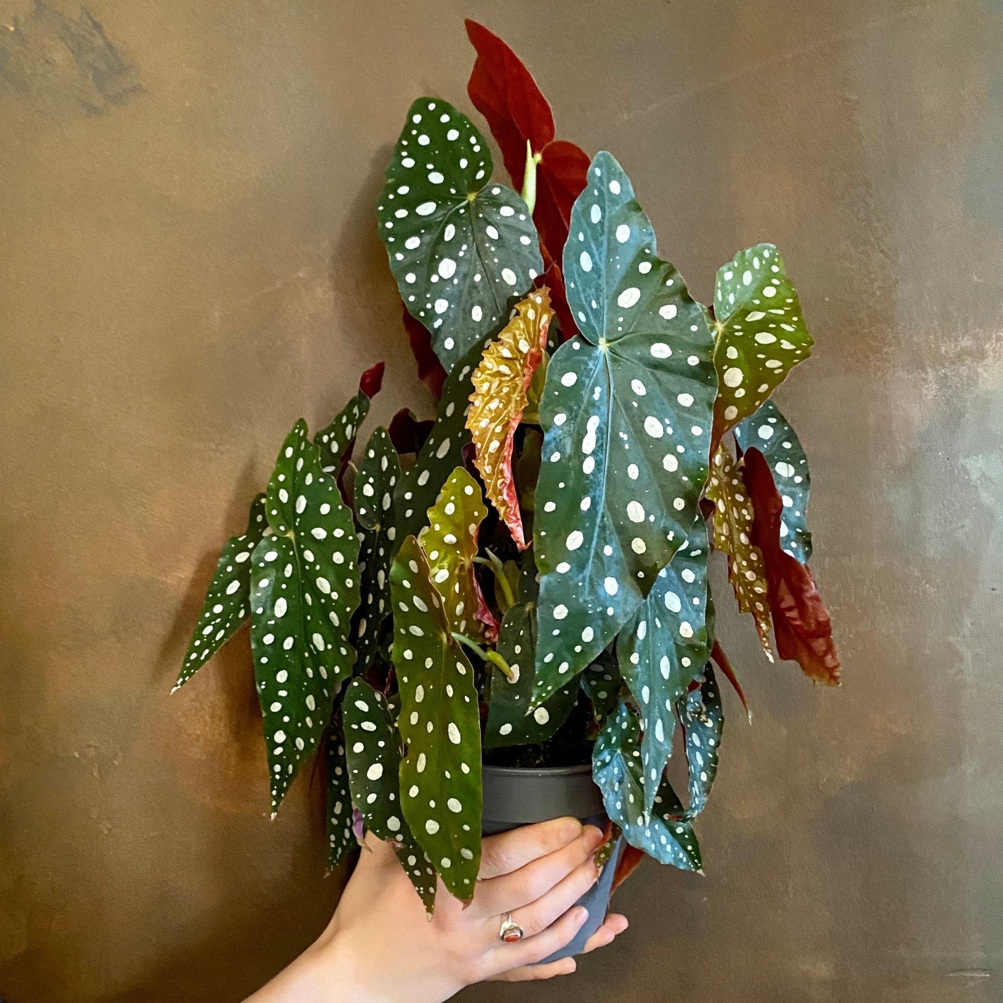 Begonia maculata (17cm pot) - grow urban. UK