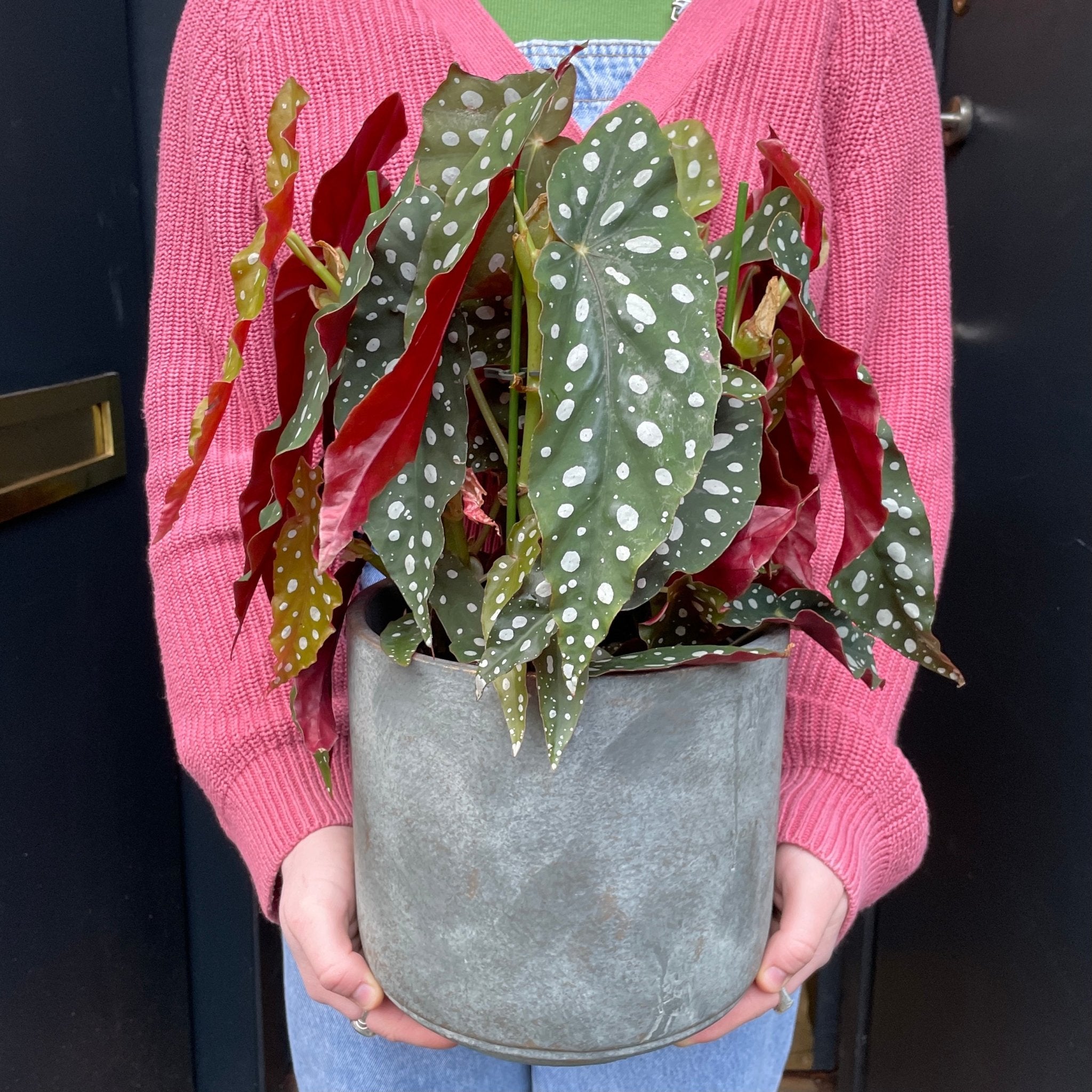 Begonia maculata (17cm pot) - grow urban. UK