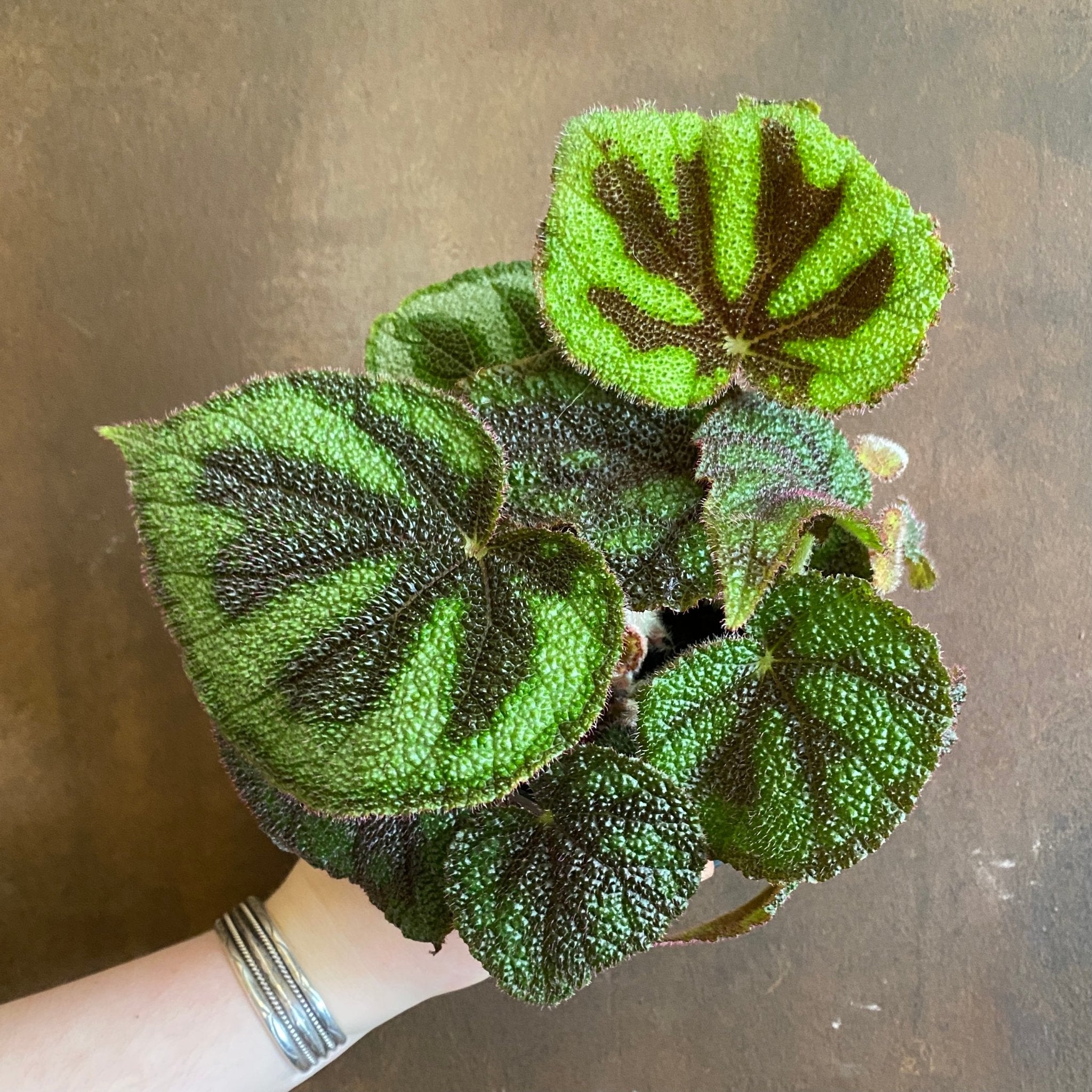 Begonia masoniana (12cm pot) - grow urban. UK
