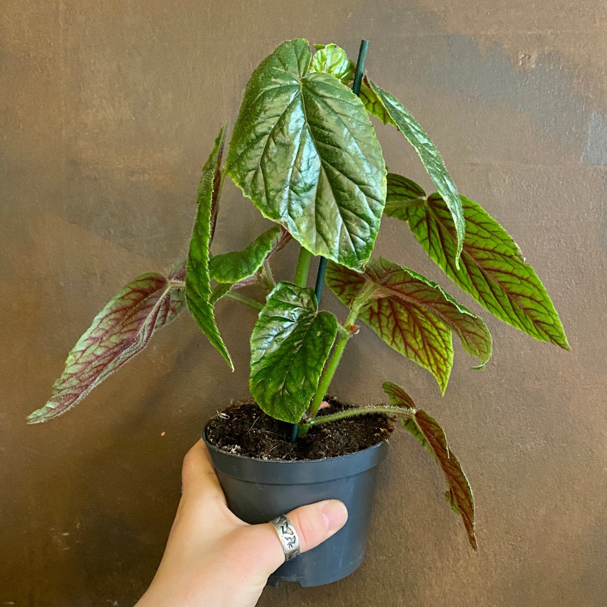 Begonia 'Oldemor' - grow urban. UK