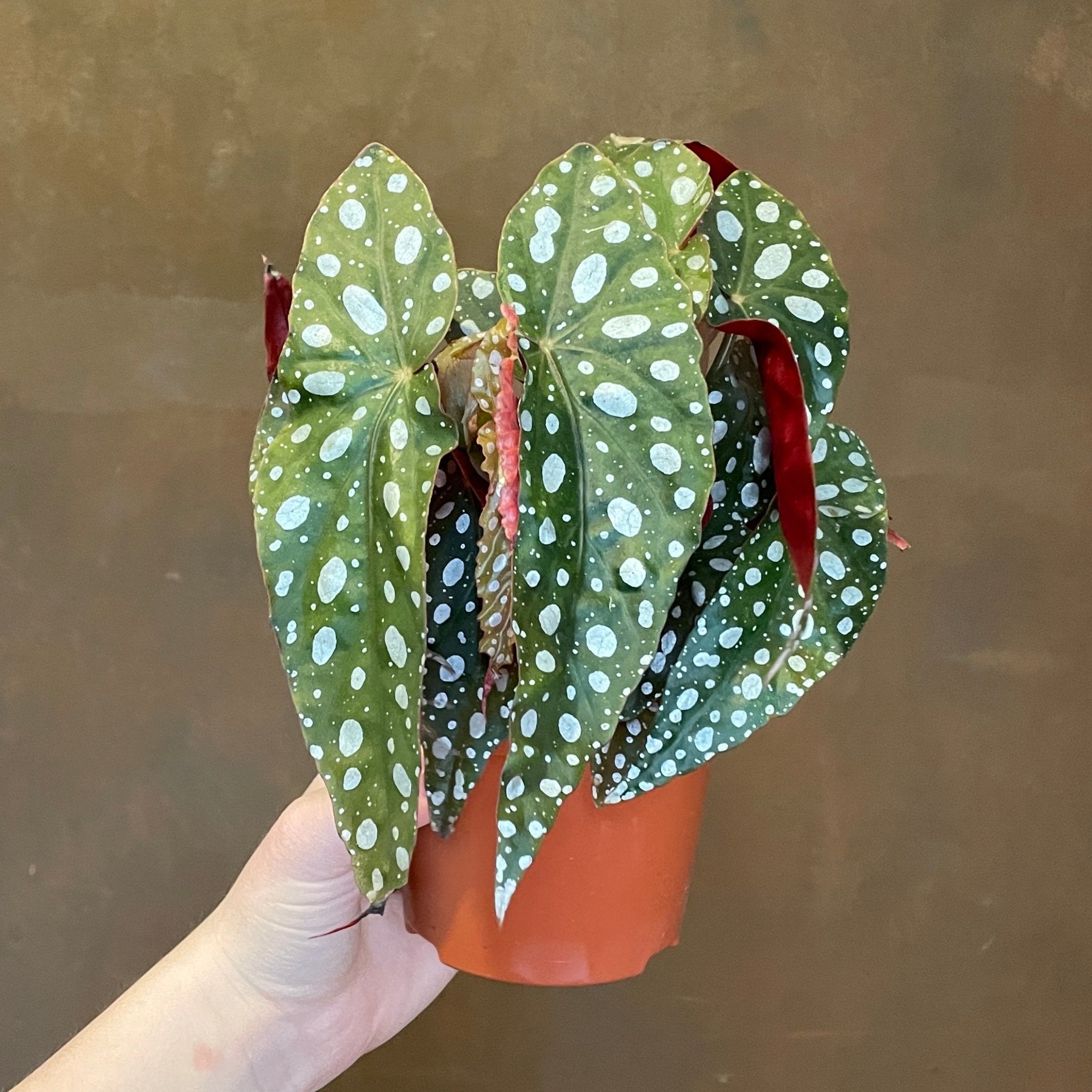 Begonia pseudolubbersii 'Silver Spot' - grow urban. UK