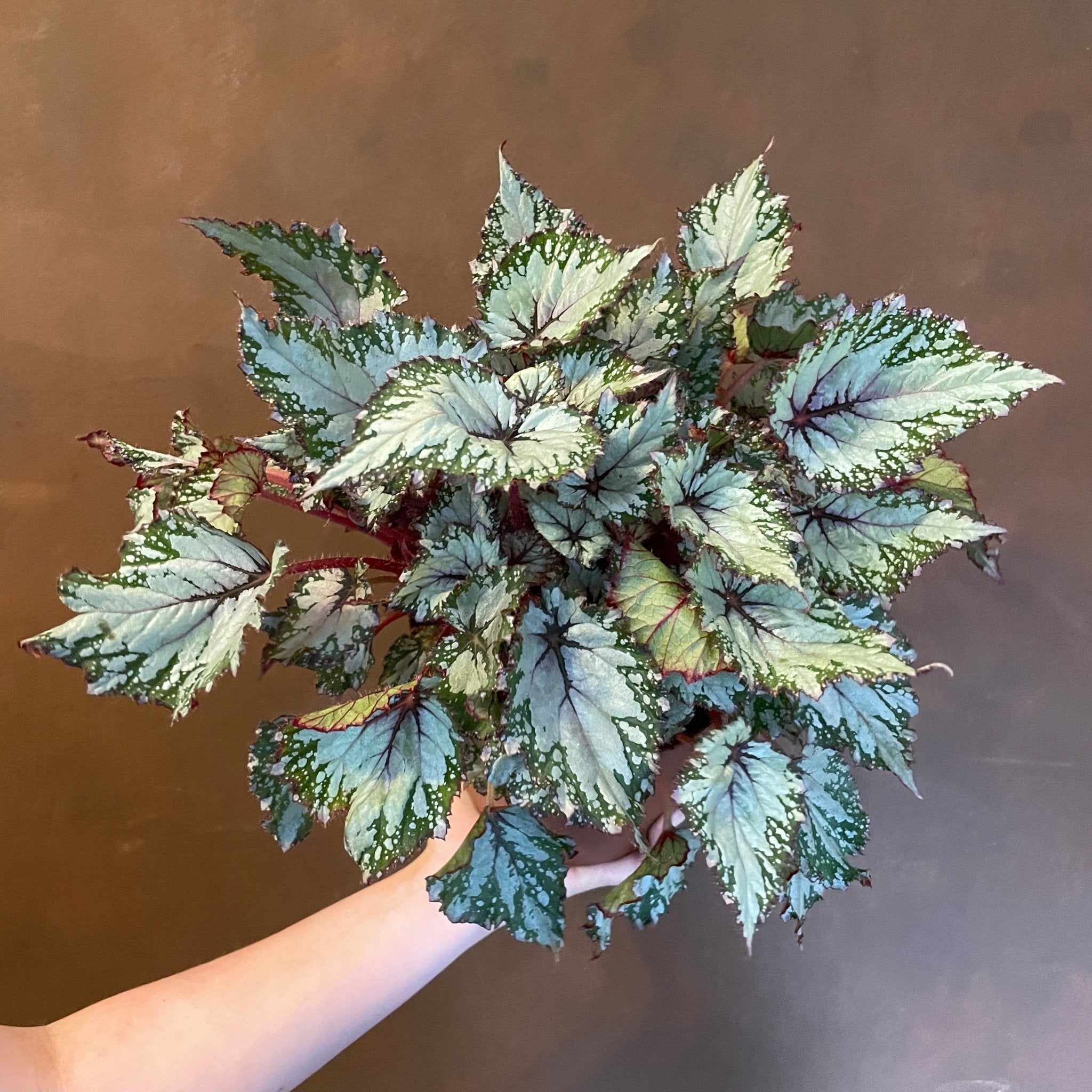 Begonia rex 'Asian Tundra' - grow urban. UK