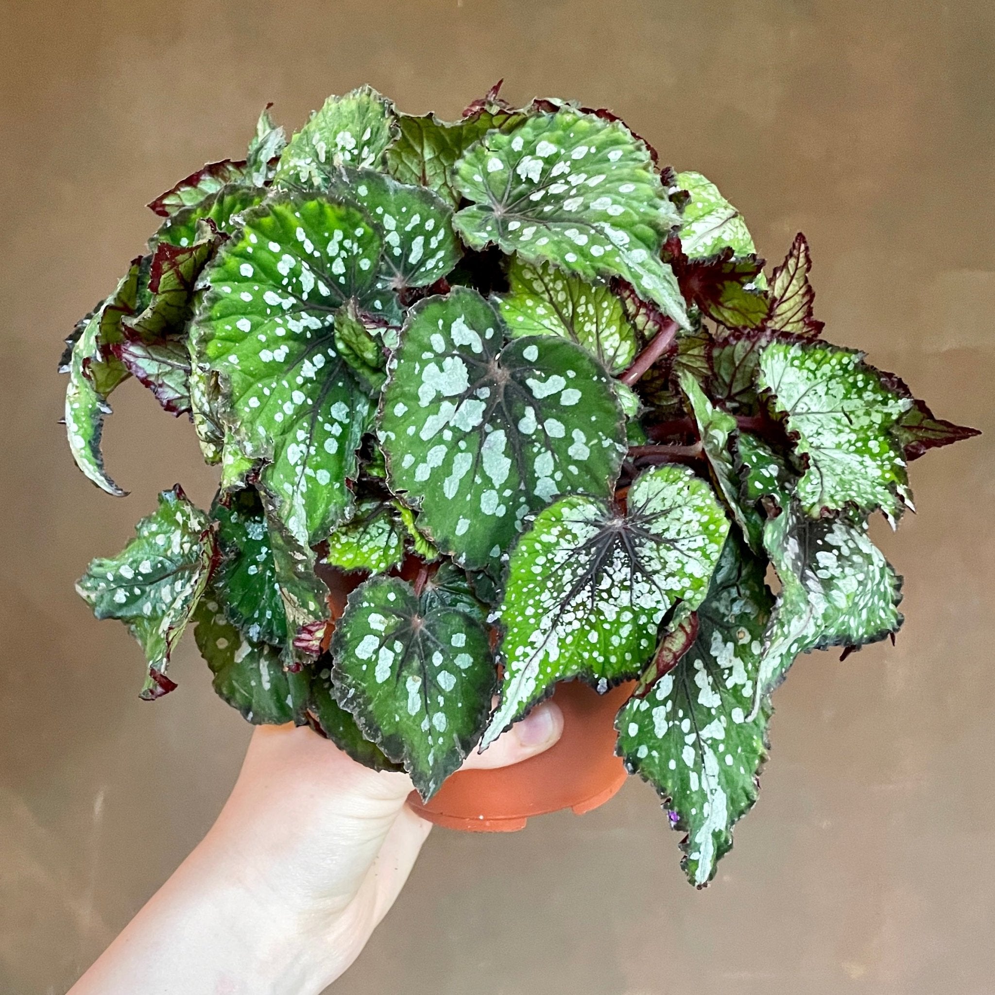 Begonia rex 'Bostella' - grow urban. UK