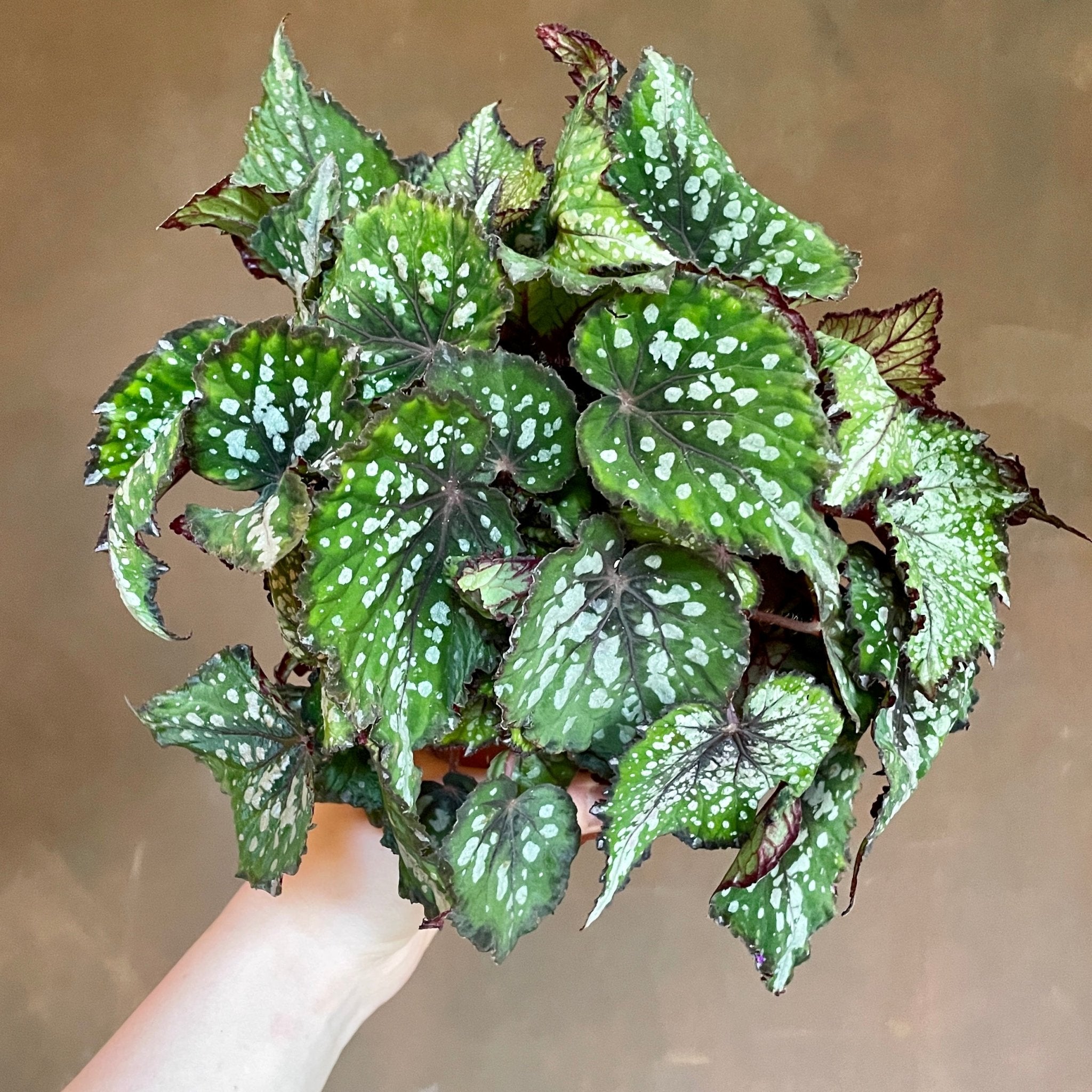 Begonia rex 'Bostella' - grow urban. UK