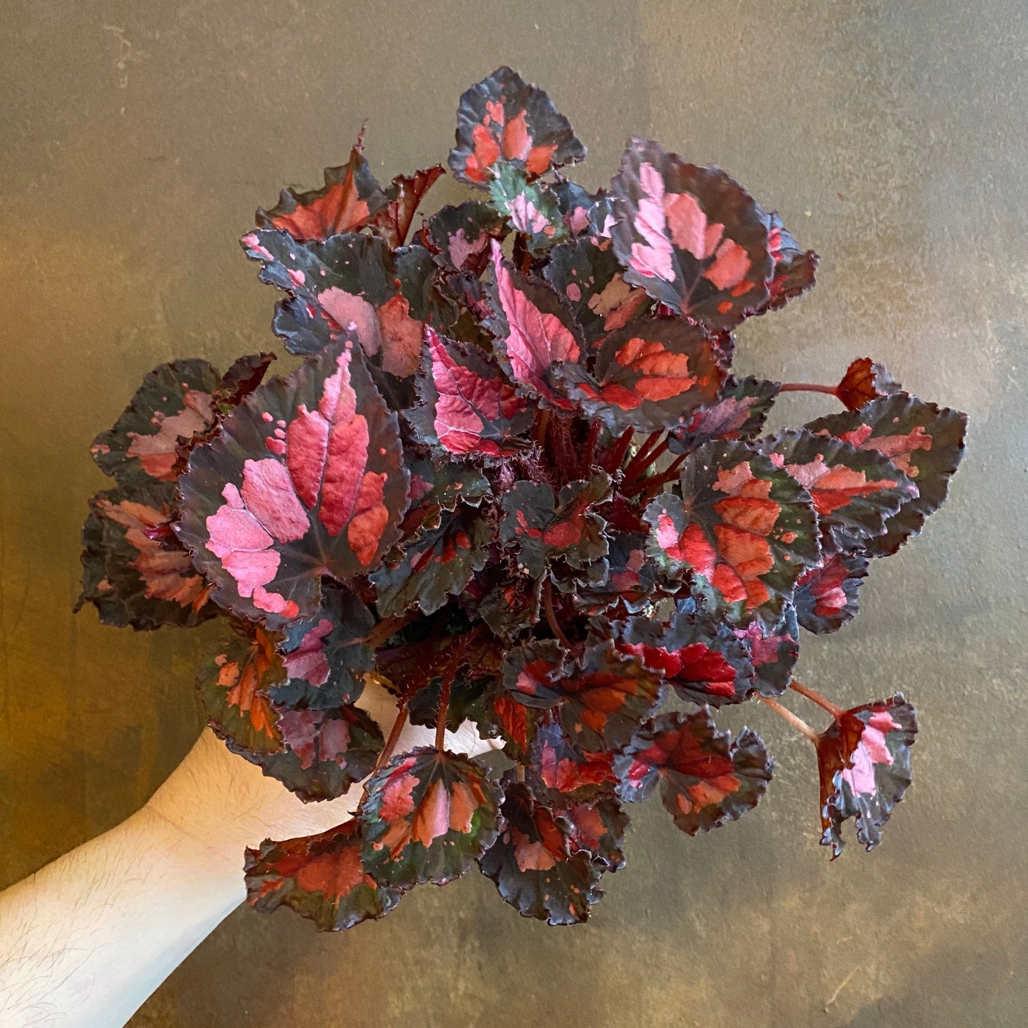 Begonia rex 'Inca Night' - grow urban. UK