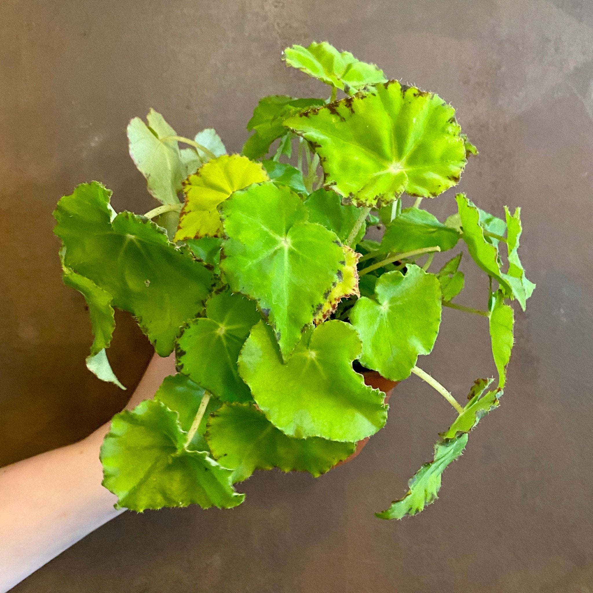 Begonia rex 'Lima Love' - grow urban. UK
