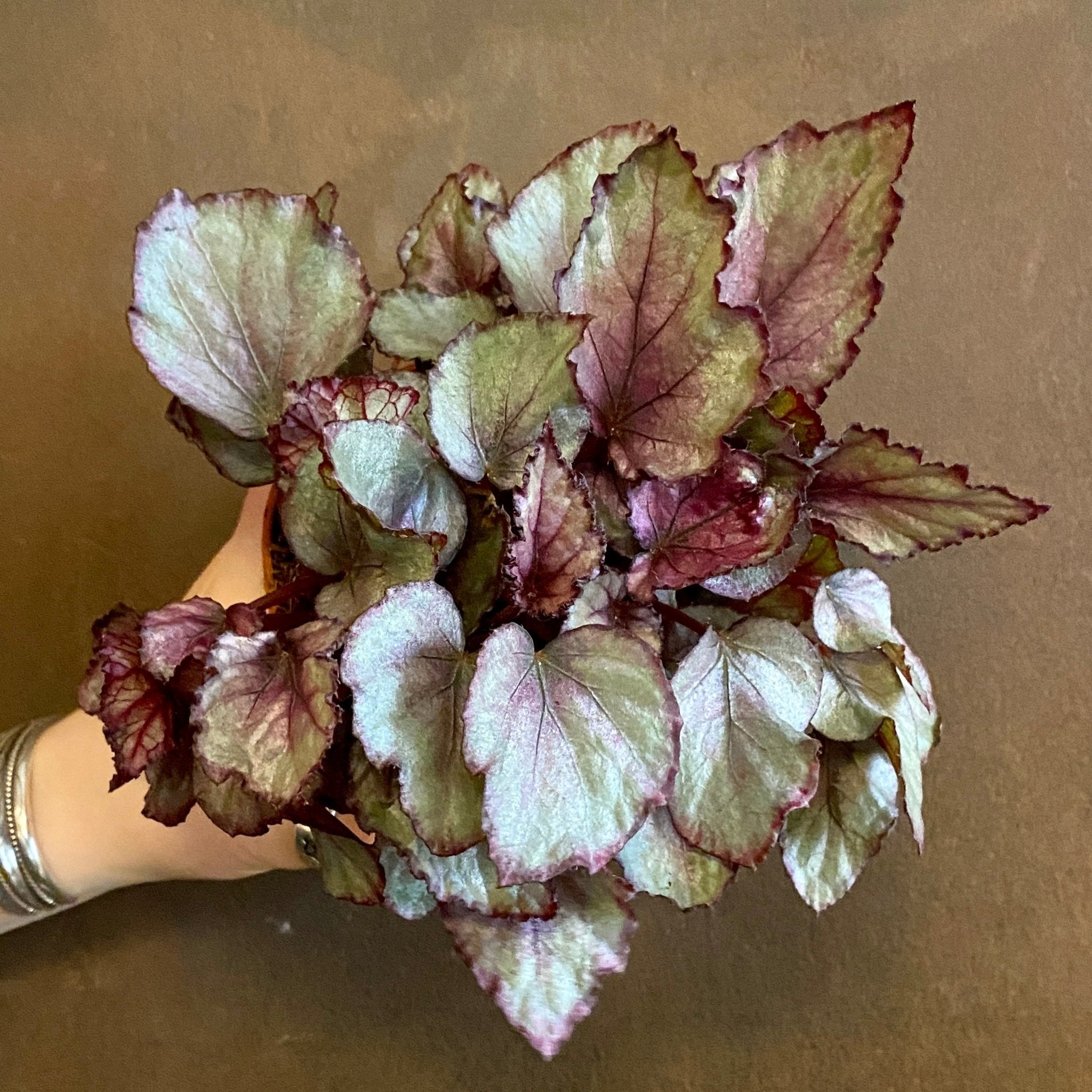 Begonia rex 'Maori Haze' - grow urban. UK