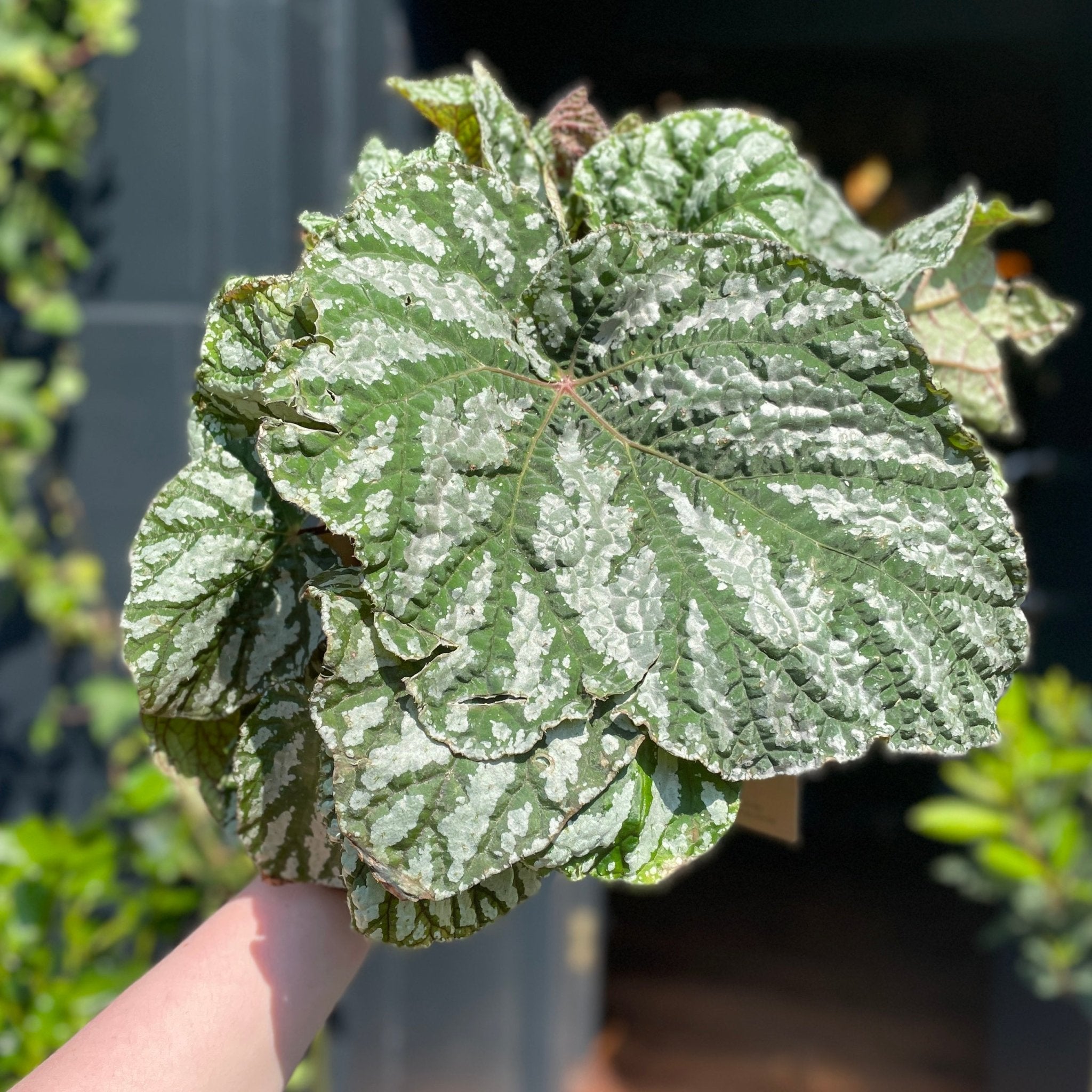 Begonia rex 'Tap Dance' - grow urban. UK