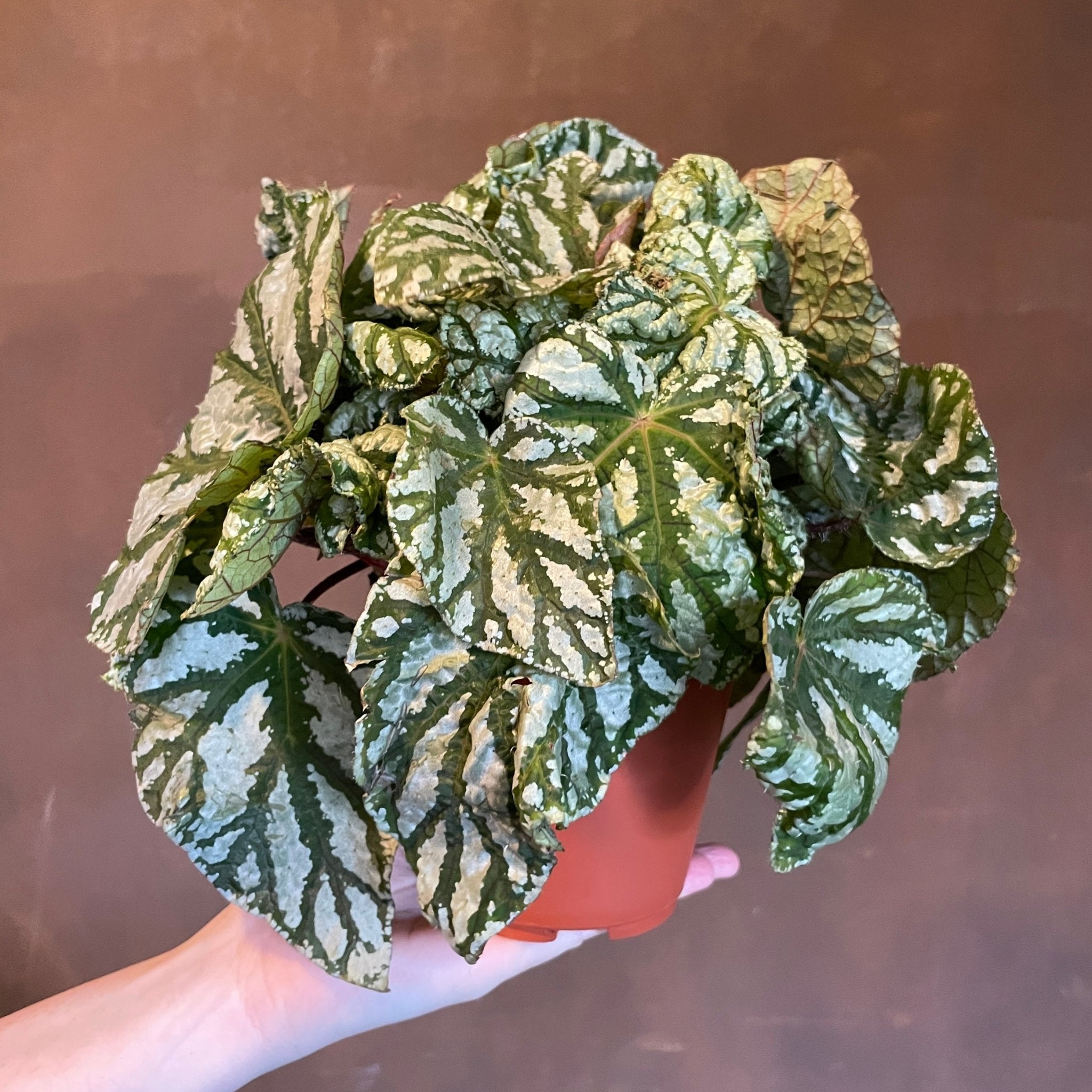 Begonia rex 'Tap Dance' - grow urban. UK