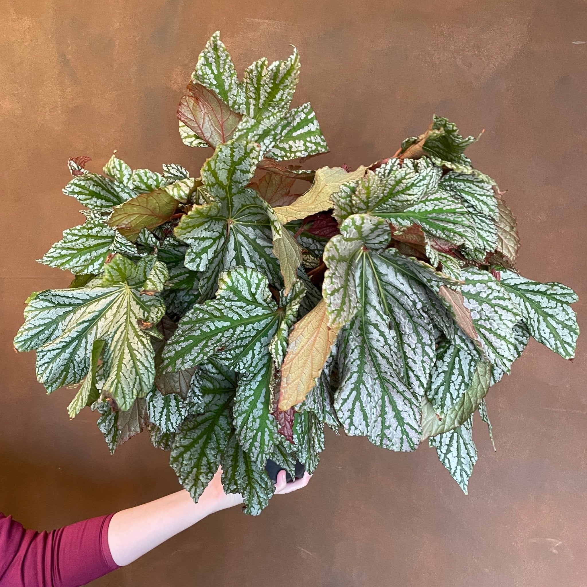 Begonia 'Silver Maples' - grow urban. UK