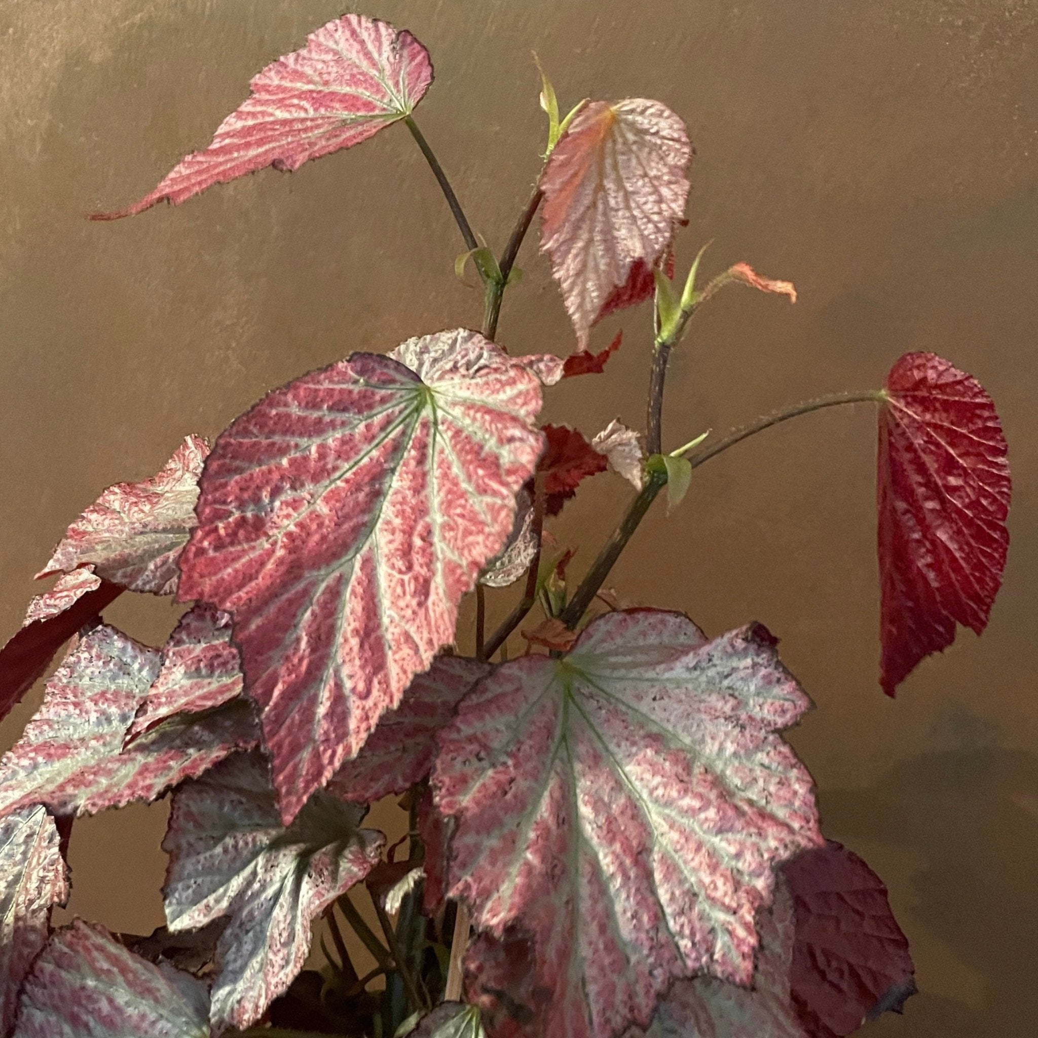 Begonia 'Two Face' (in terracotta pot) - grow urban. UK