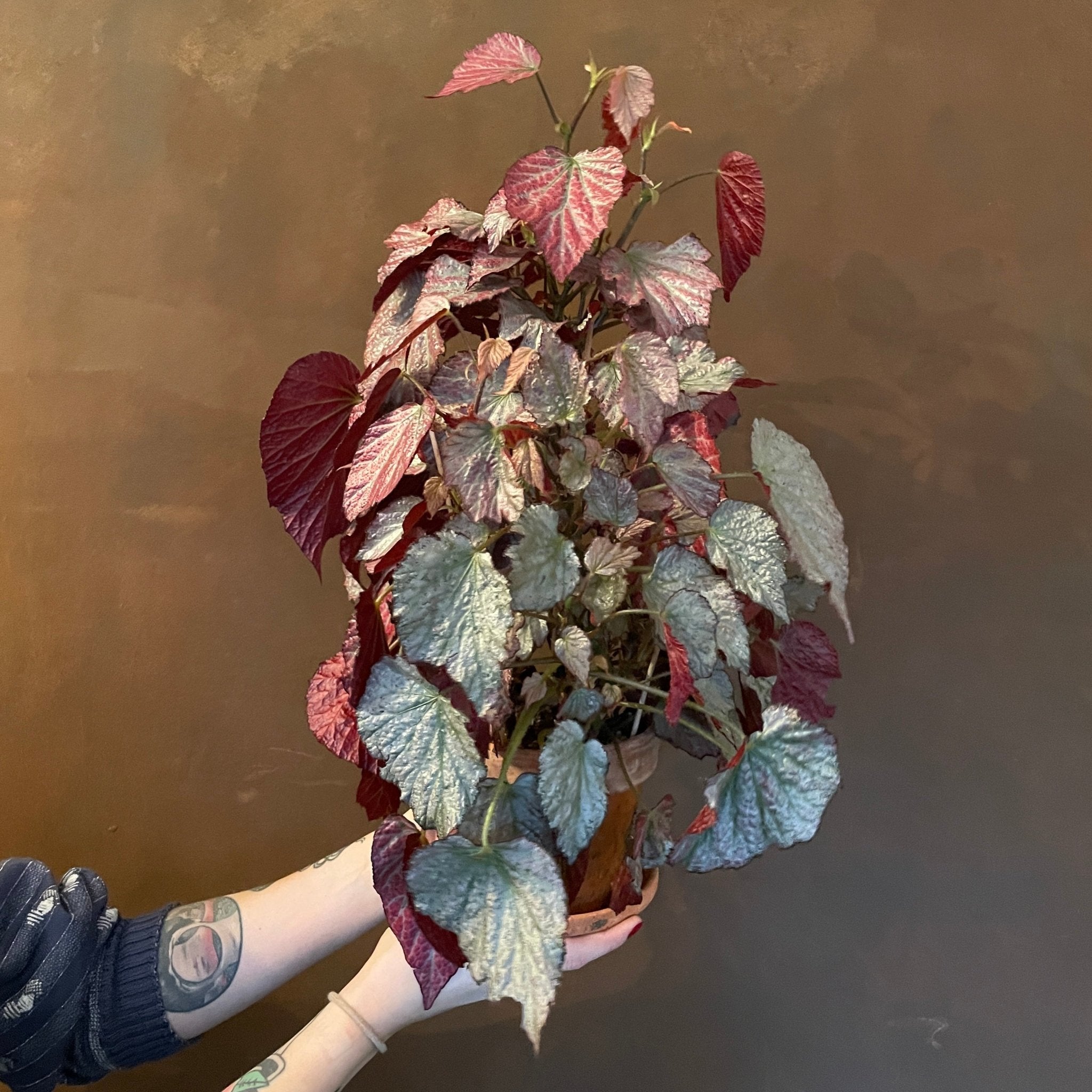 Begonia 'Two Face' (in terracotta pot) - grow urban. UK