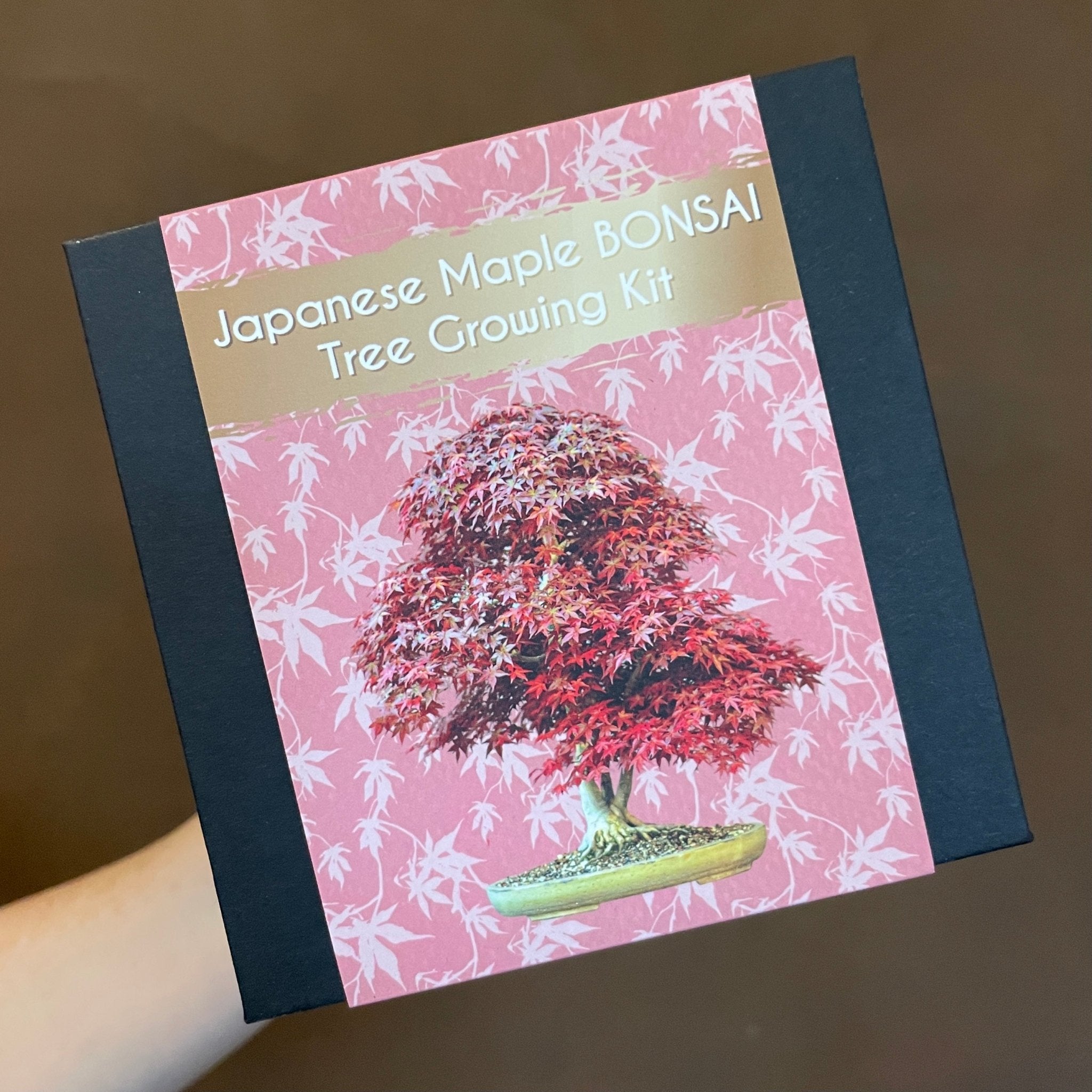 Bonsai Growing Kit - Japanese Maple - grow urban. UK