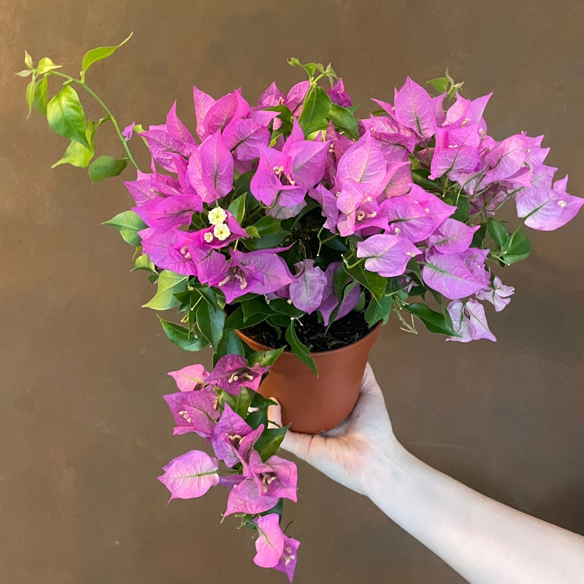 Bougainvillea 'Alexandra' - grow urban. UK