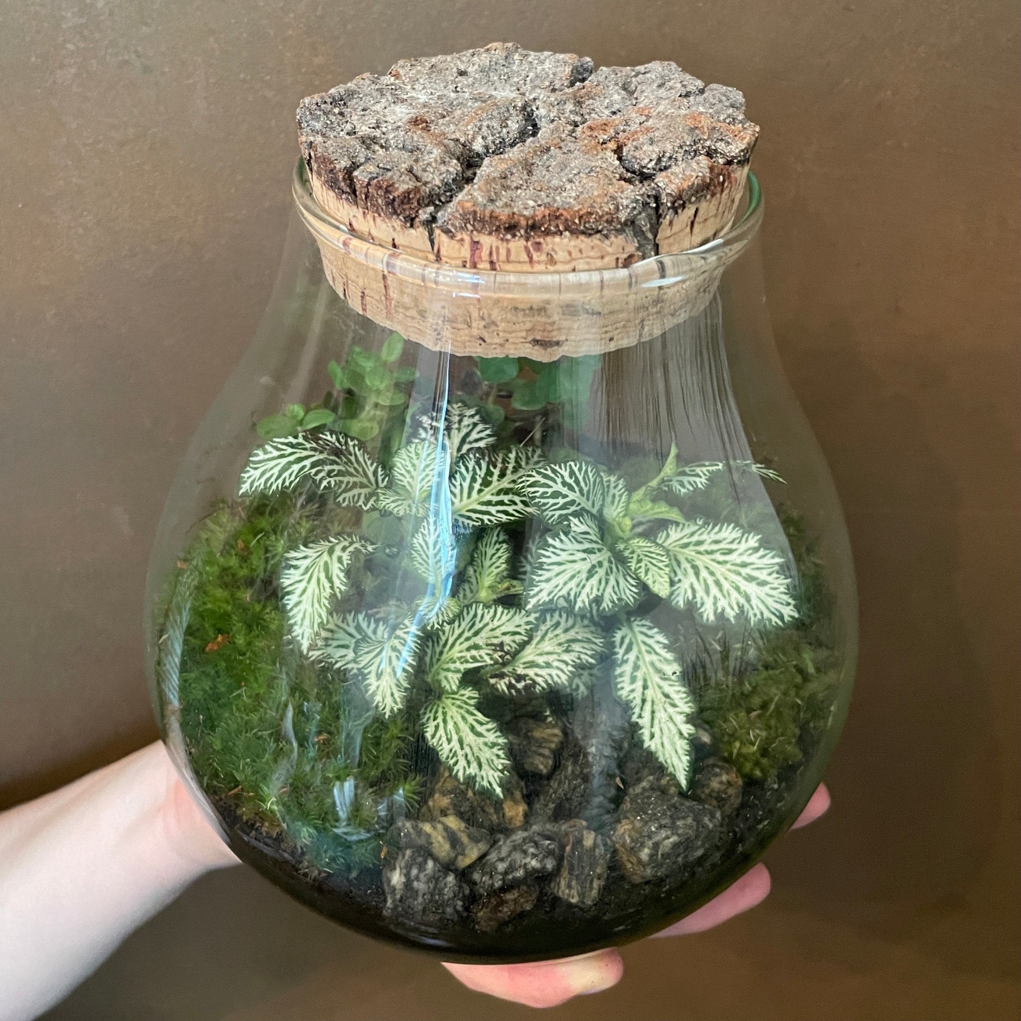 Bulb Terrarium - Aged Cork - grow urban. UK