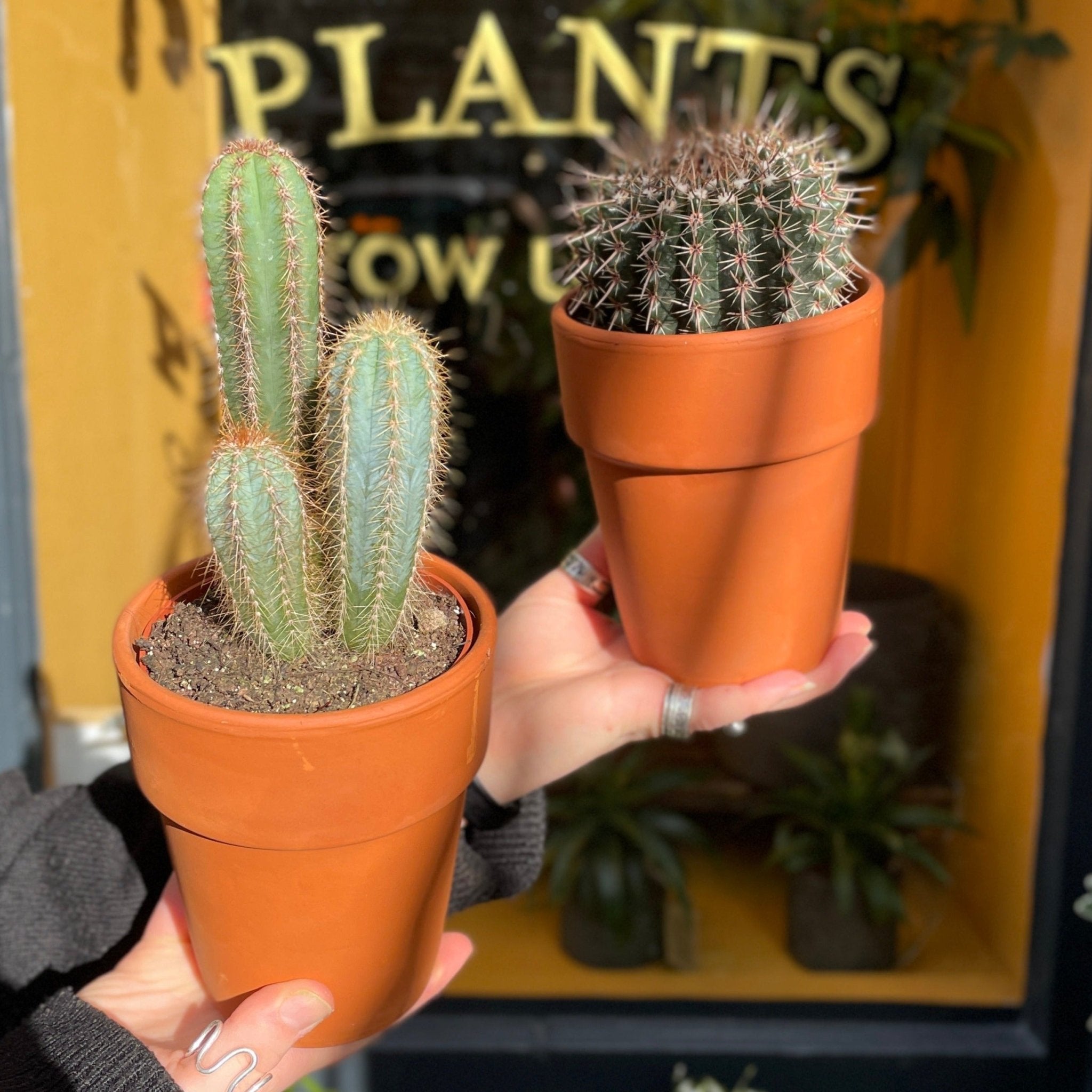 Cactus in 12cm terracotta pot (Lucky Dip) - grow urban. UK