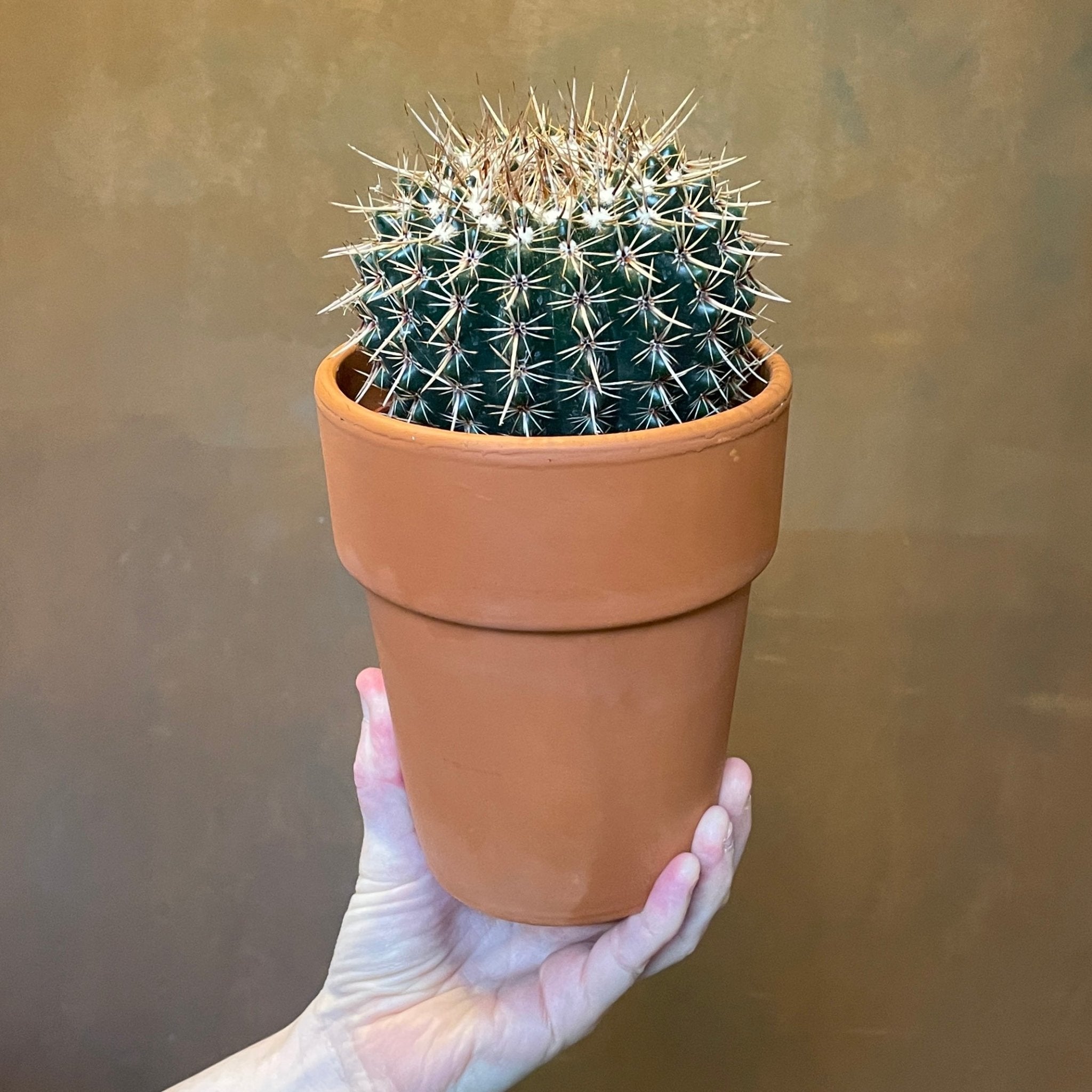 Cactus in 12cm terracotta pot (Lucky Dip) - grow urban. UK
