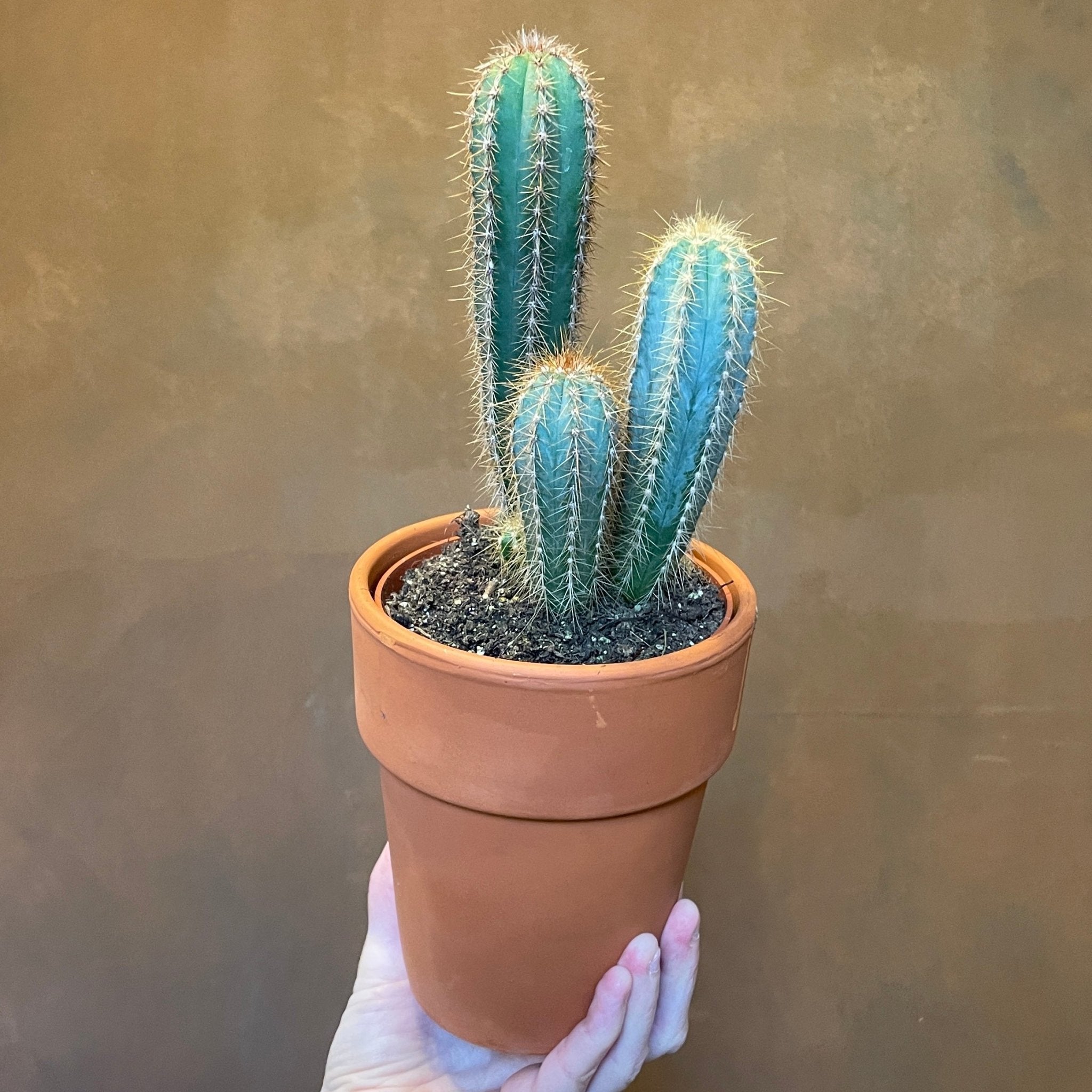 Cactus in 12cm terracotta pot (Lucky Dip) - grow urban. UK