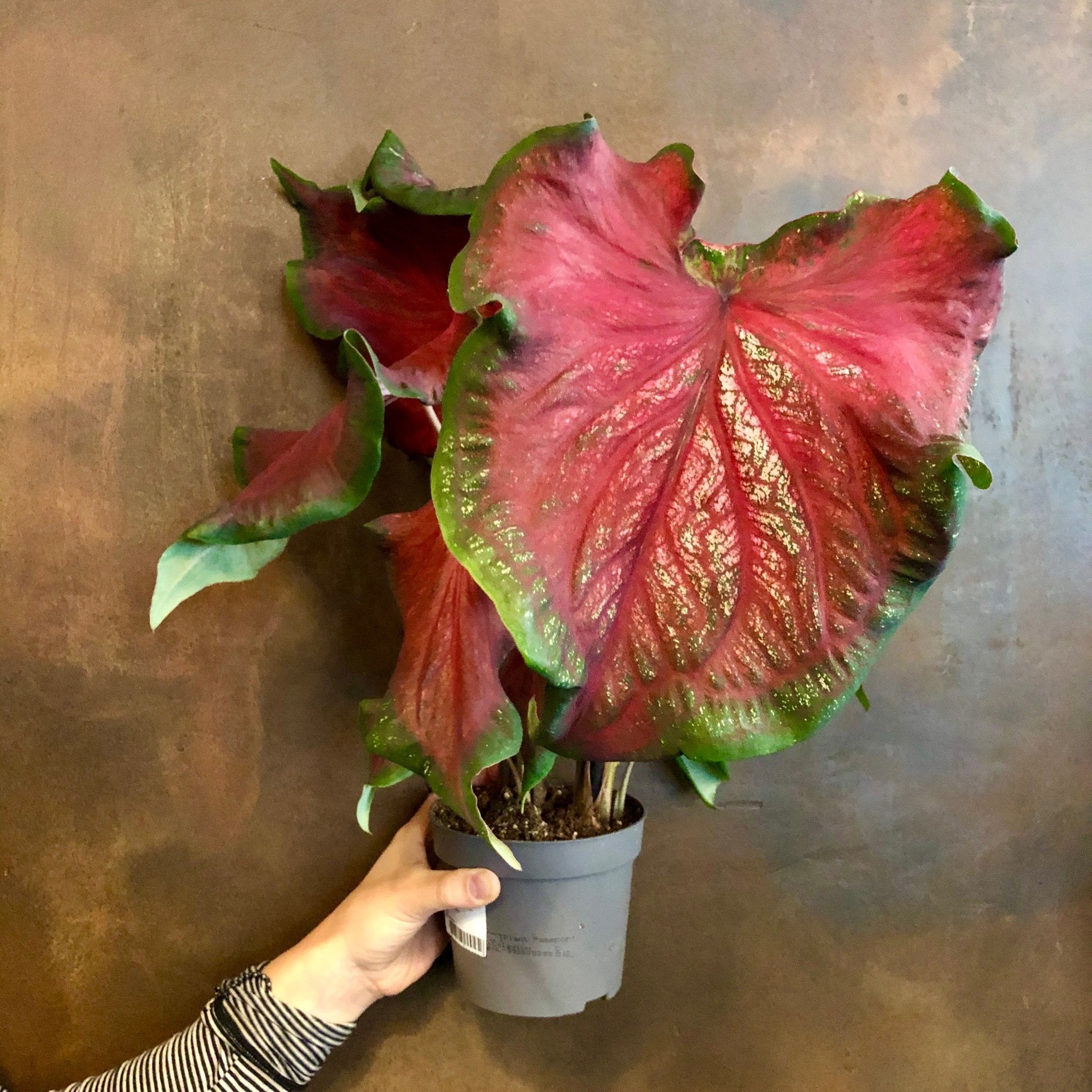 Caladium 'Red Ruffles' - grow urban. UK