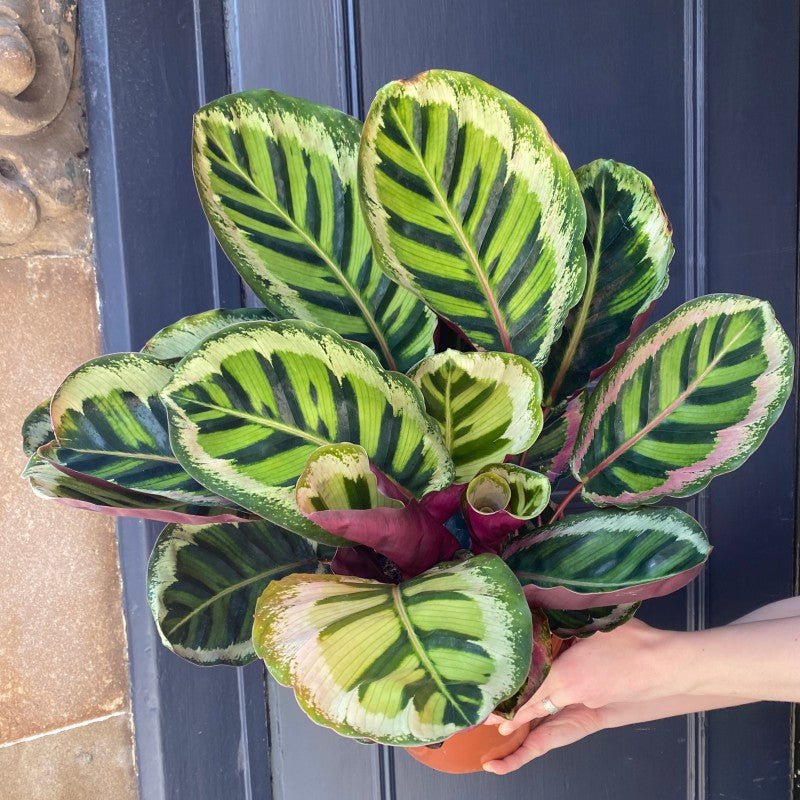 Calathea 'Angela'