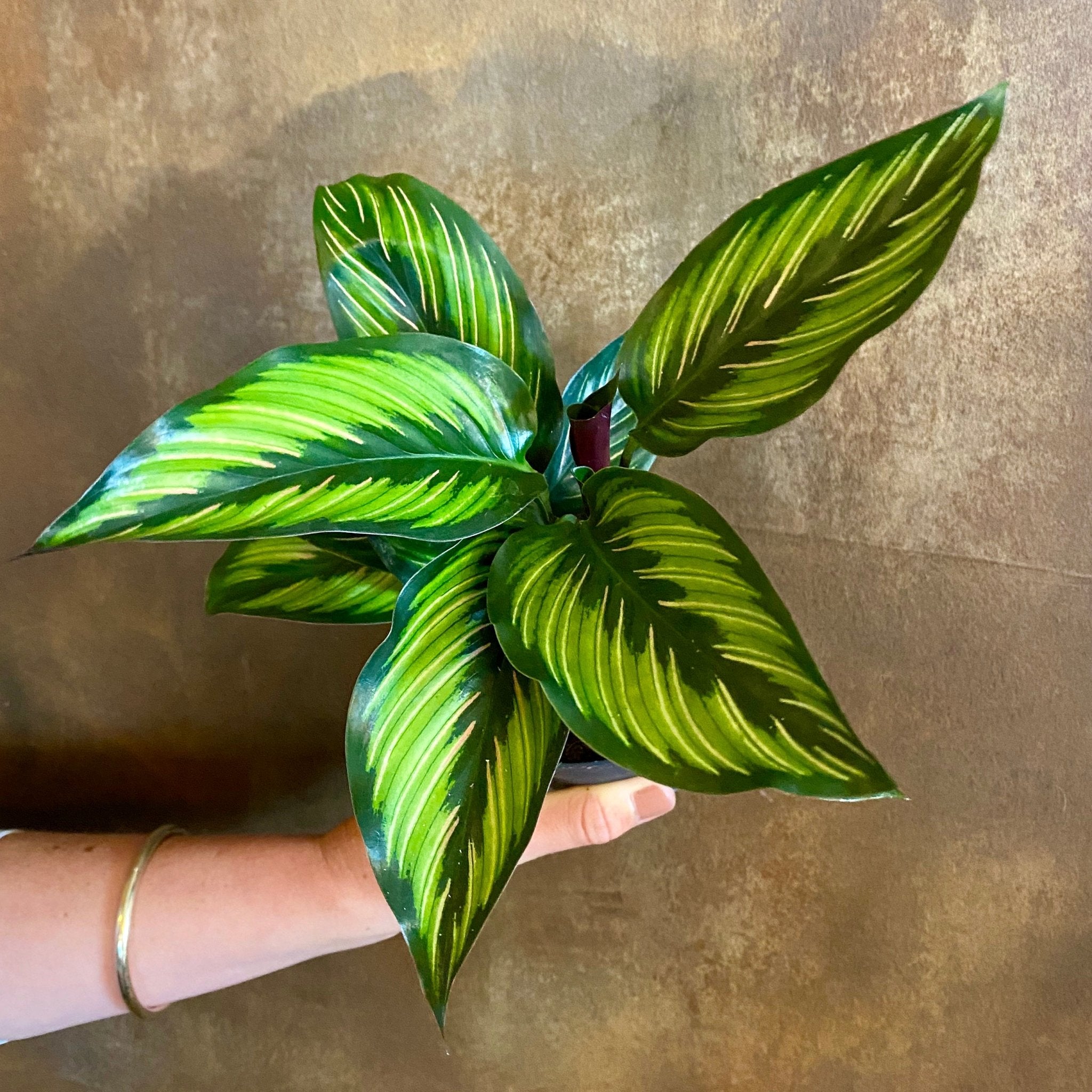 Calathea ‘Beauty Star’ (11cm pot) - grow urban. UK