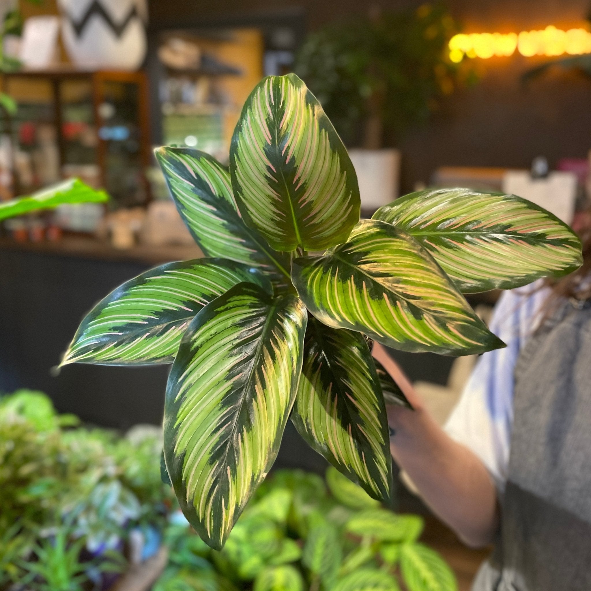 Calathea ‘Beauty Star’ (11cm pot) - grow urban. UK