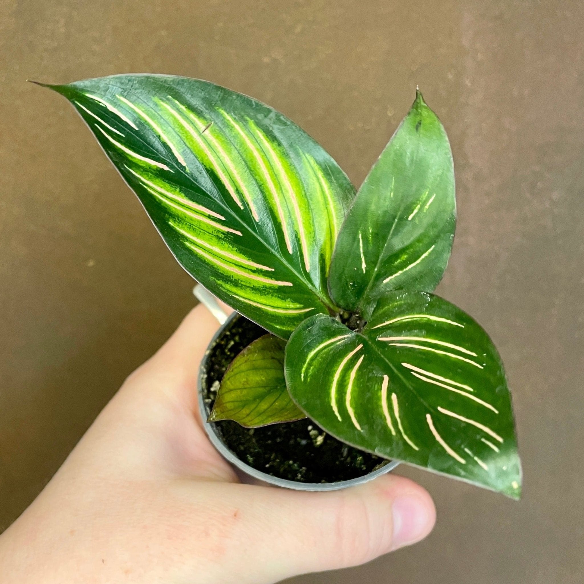 Calathea 'Beauty Star' (6cm pot) - grow urban. UK