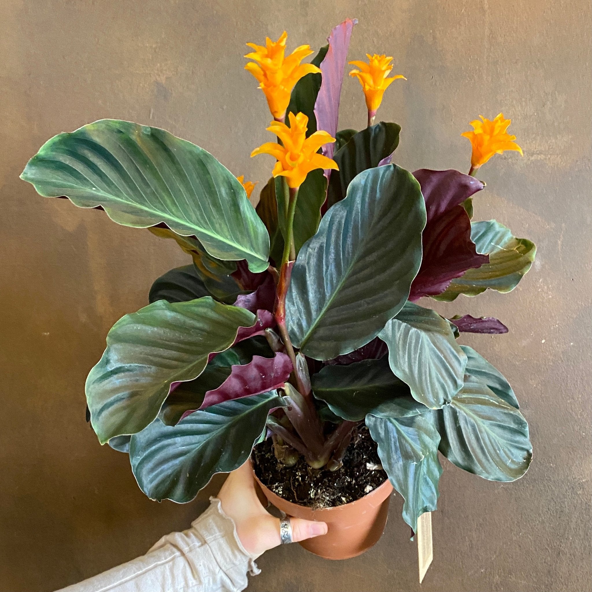 Calathea crocata (14cm pot) - grow urban. UK