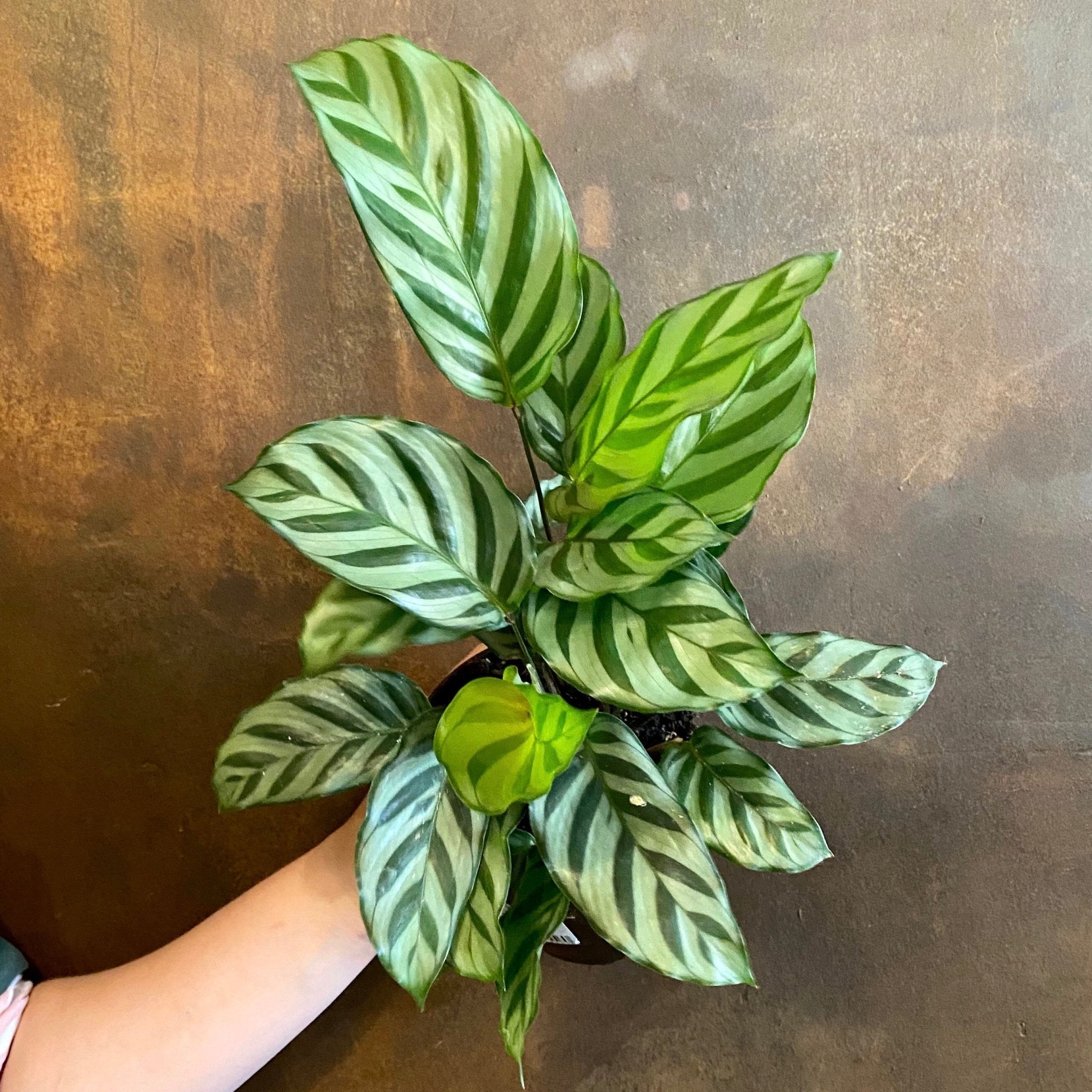 Calathea ‘Freddie’ (11cm pot) - grow urban. UK