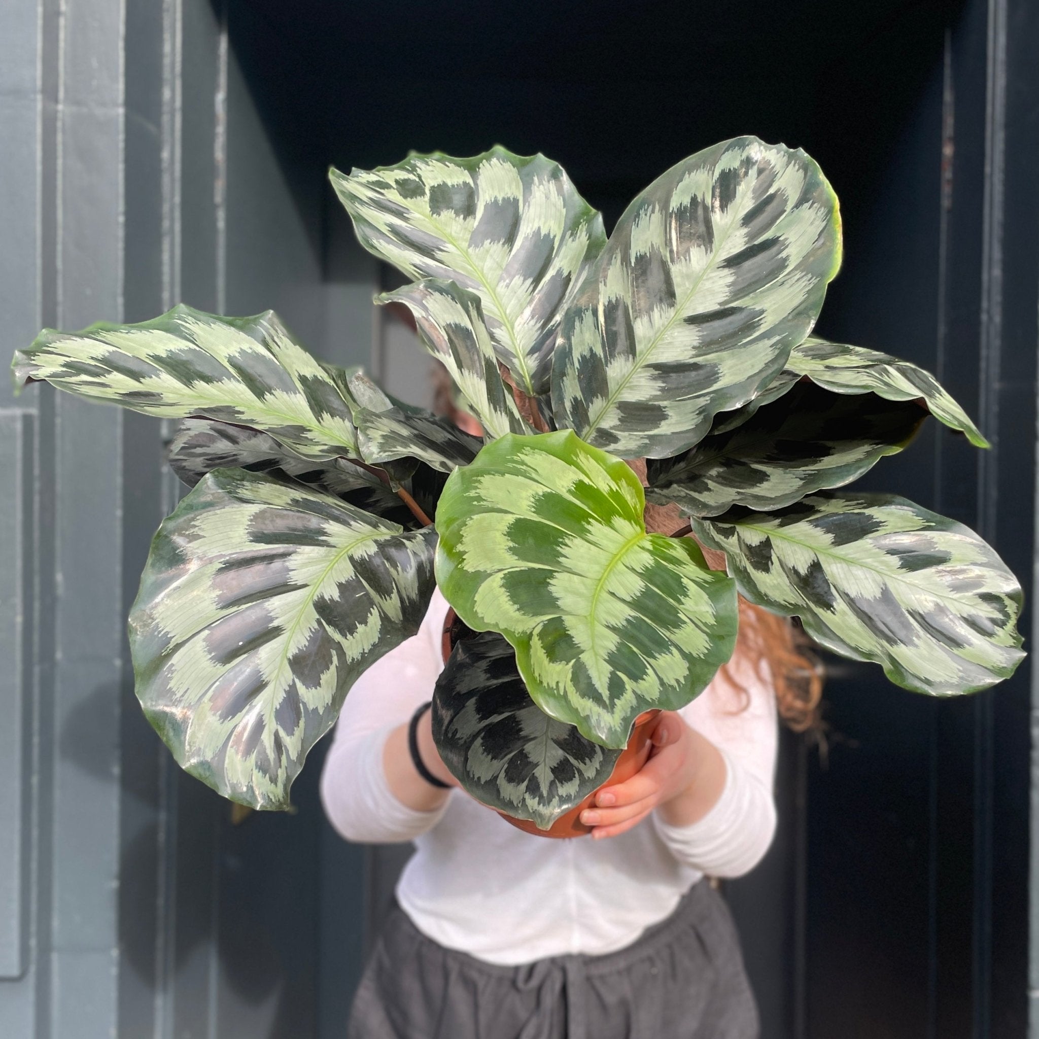 Calathea 'Helen Kennedy' - grow urban. UK