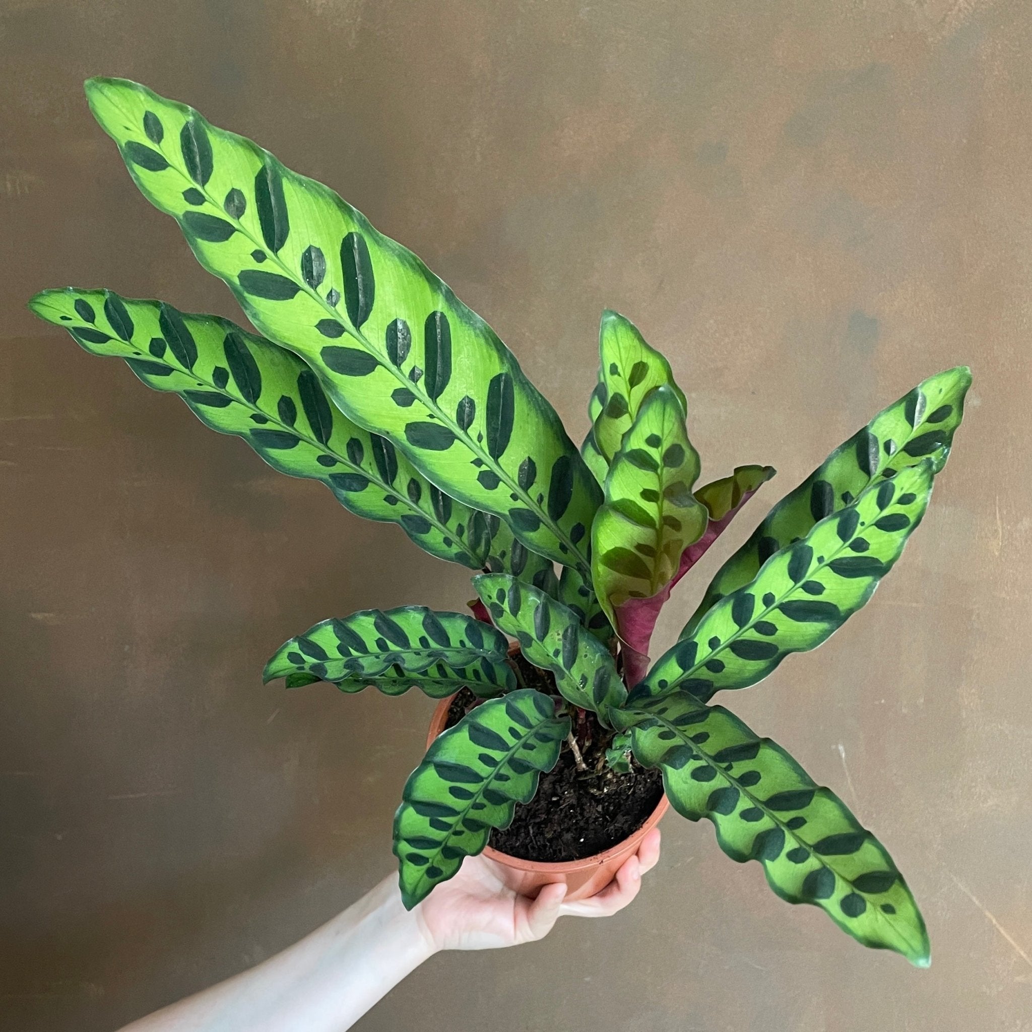 Calathea lancifolia (14cm pot) - grow urban. UK