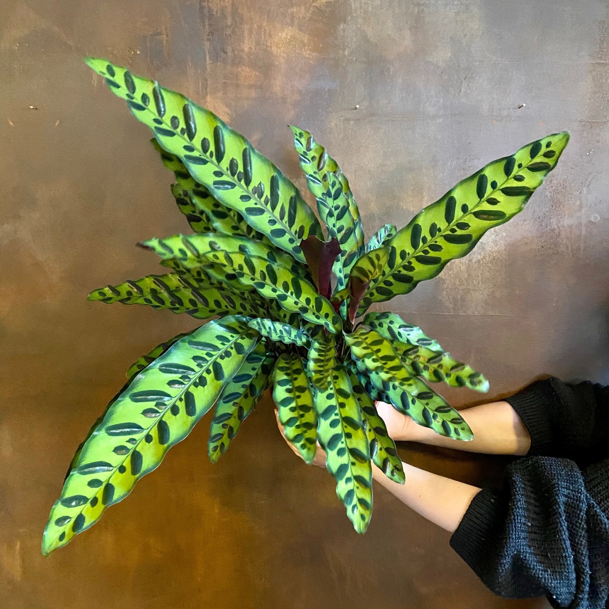 Calathea lancifolia (17cm pot) - grow urban. UK