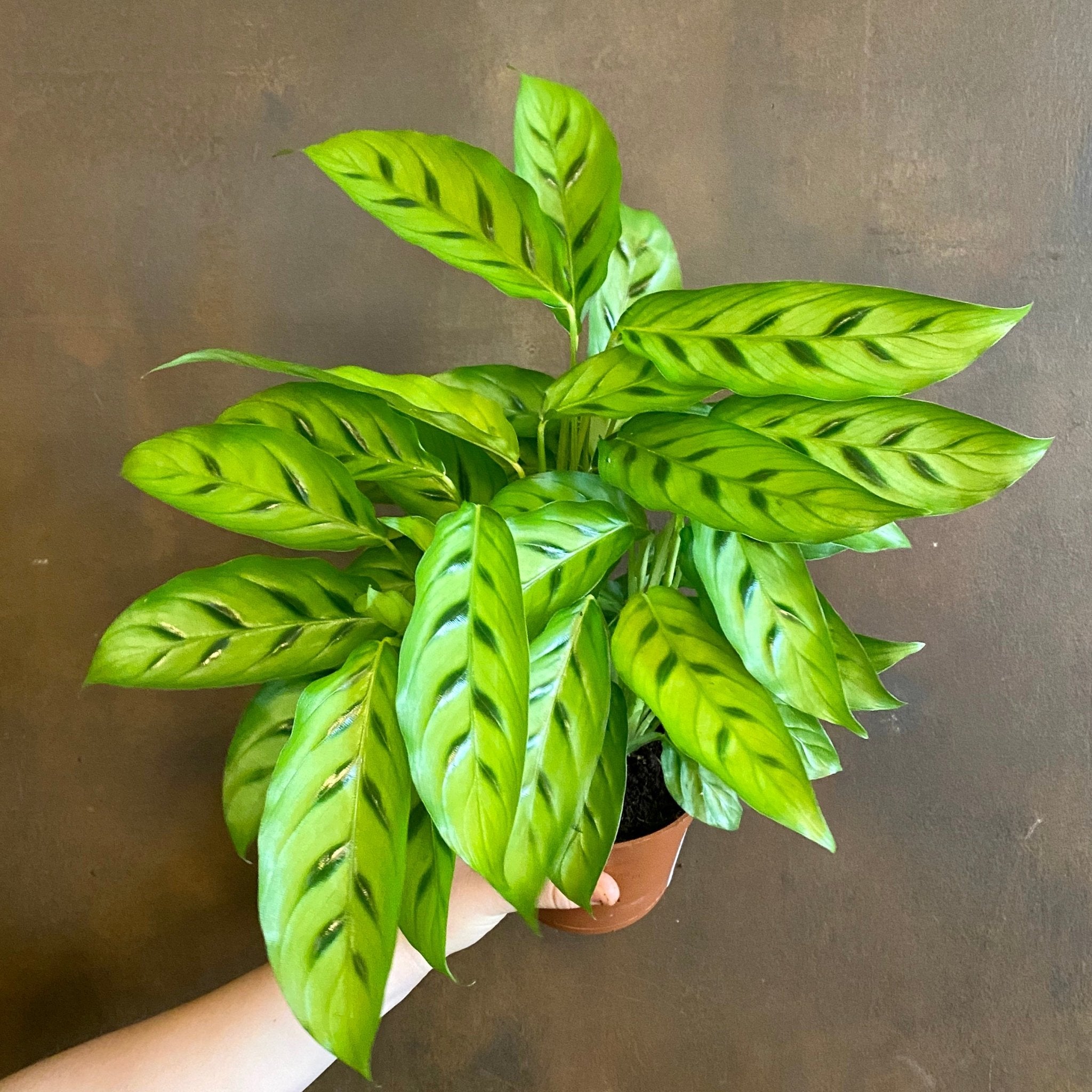 Calathea leopardina (12cm pot) - grow urban. UK